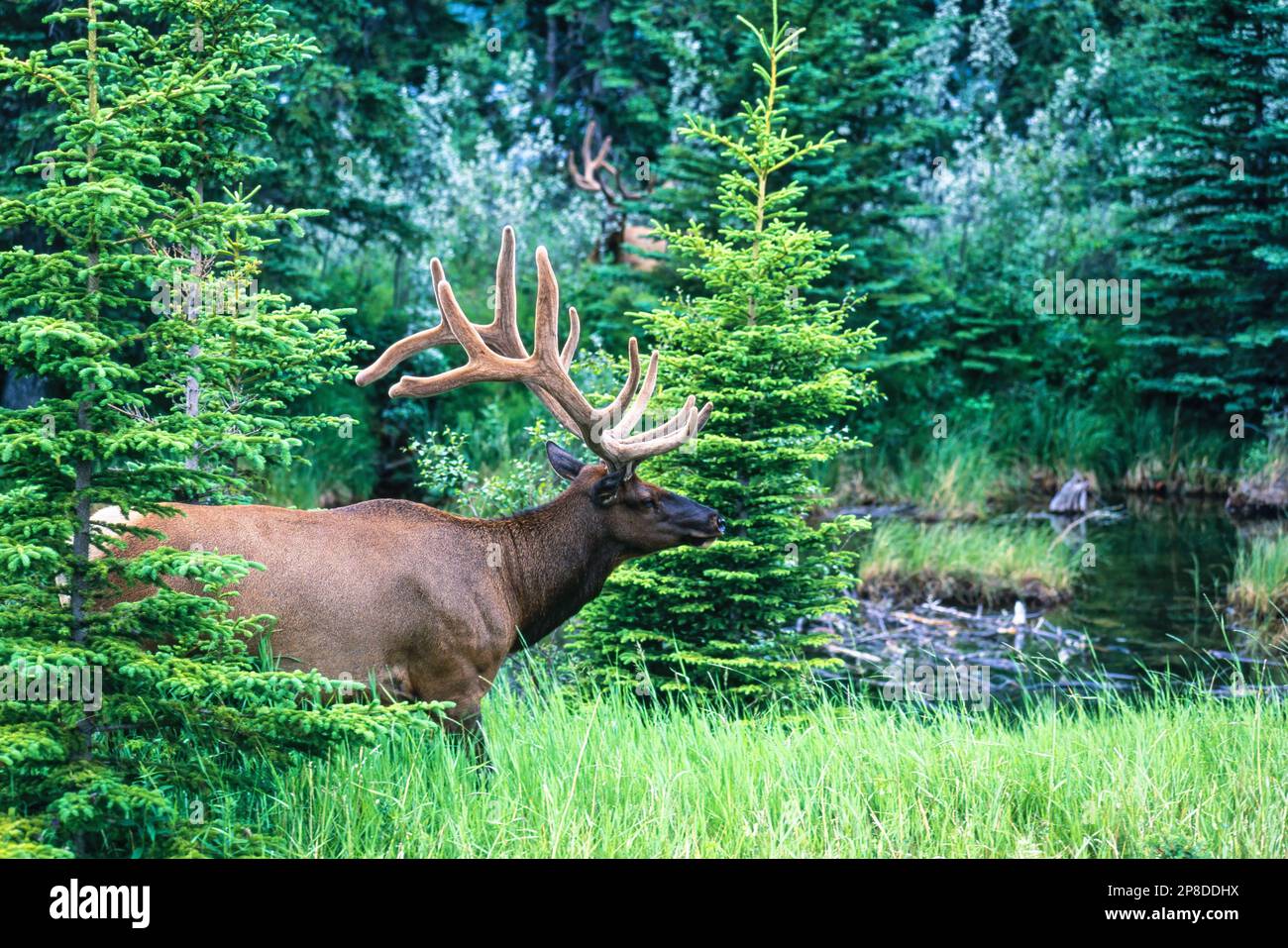 Wapitihirsche mit großem Geweih im Wald Stockfoto