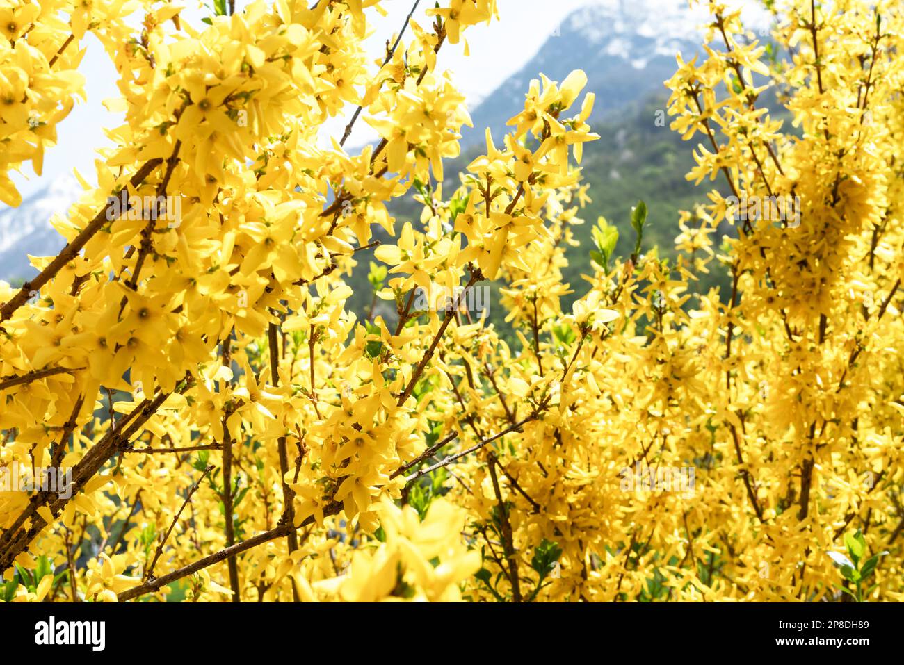 Frühlings- oder Sommerlandschaft blühende Pflanze mit gelben Forsythienblüten gegen schneebedeckte Berggipfel und blauer Himmel in der Naturlandschaft Stockfoto