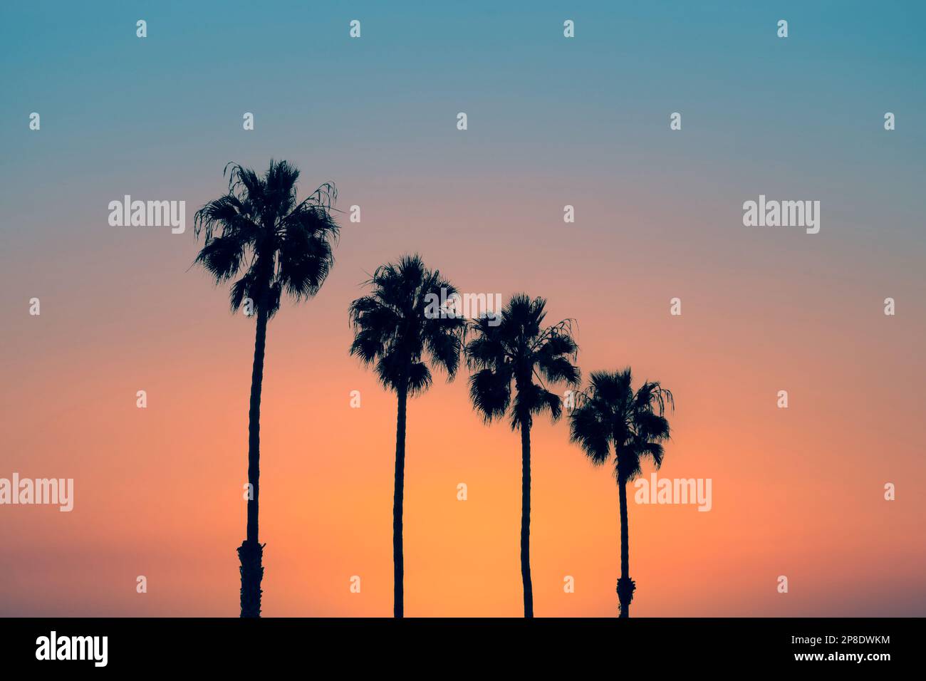 Palmen bei Sonnenuntergang, klassische kalifornische Sommeratmosphäre Stockfoto