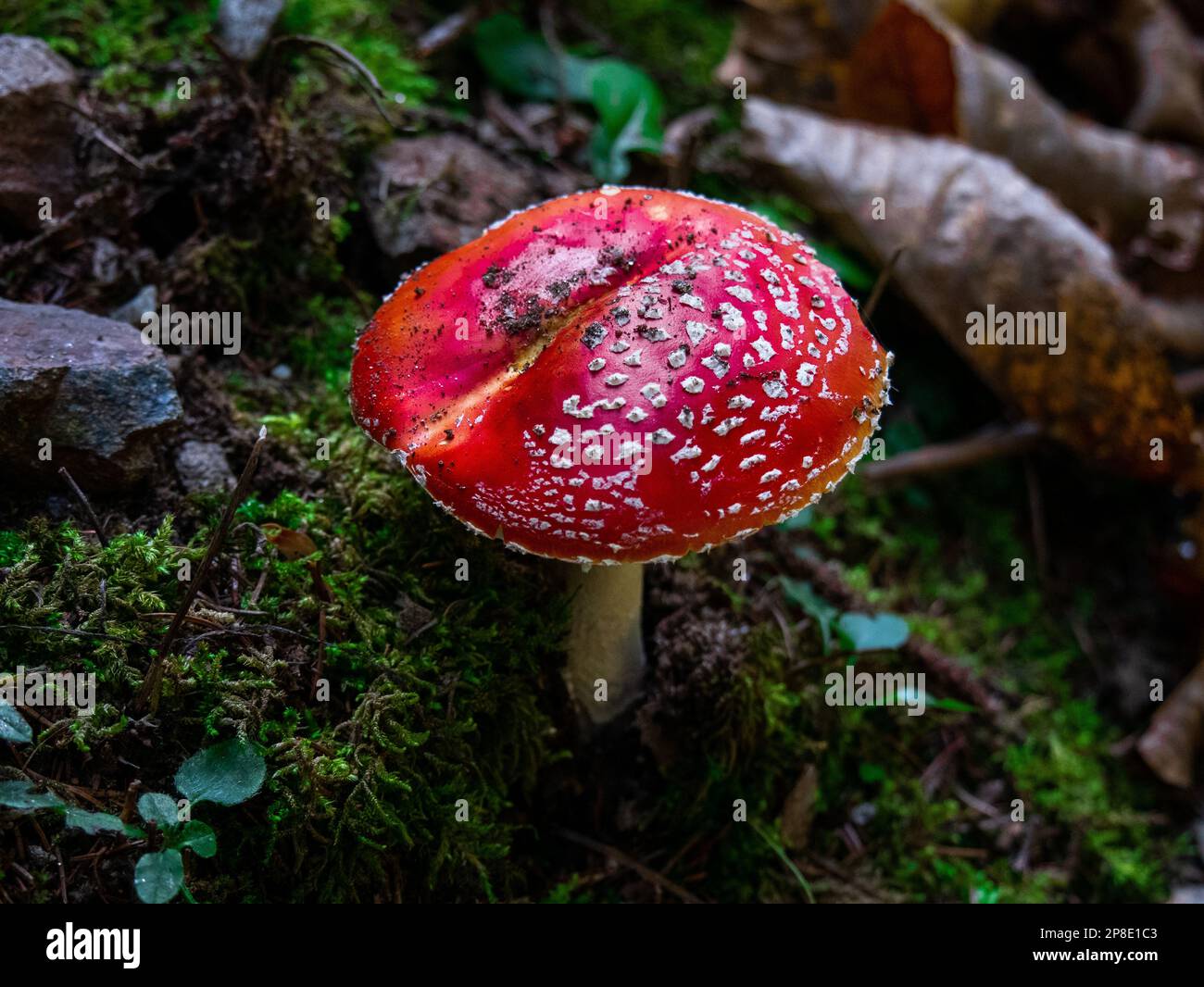 Farbenfroher Toadstool im Wald Stockfoto