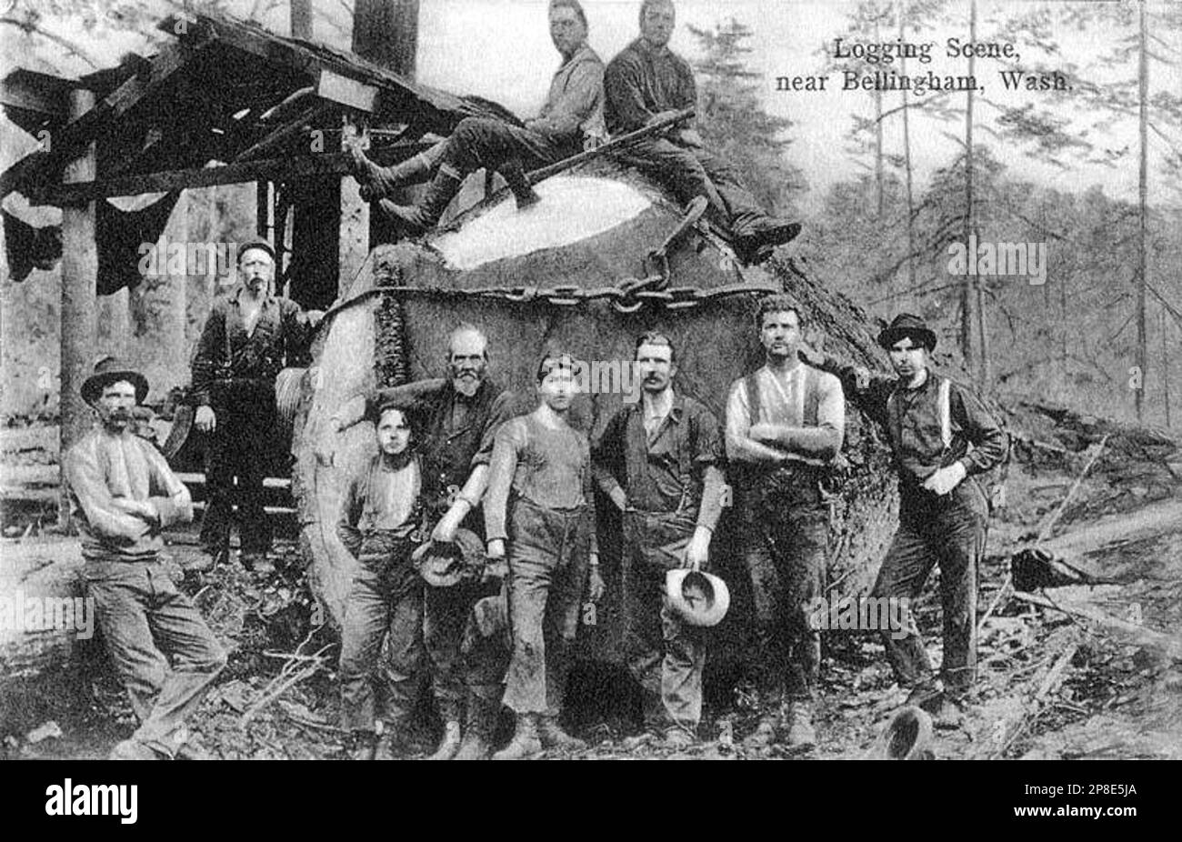 Holzfäller in der Nähe von Bellingham, Washington, C. 1910 Stockfoto