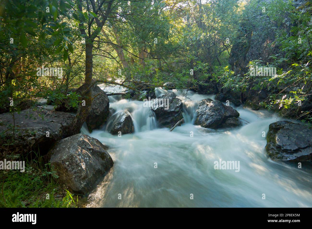 Dulce River durch die Waldlandschaft, Guadalajara, Spanien Stockfoto