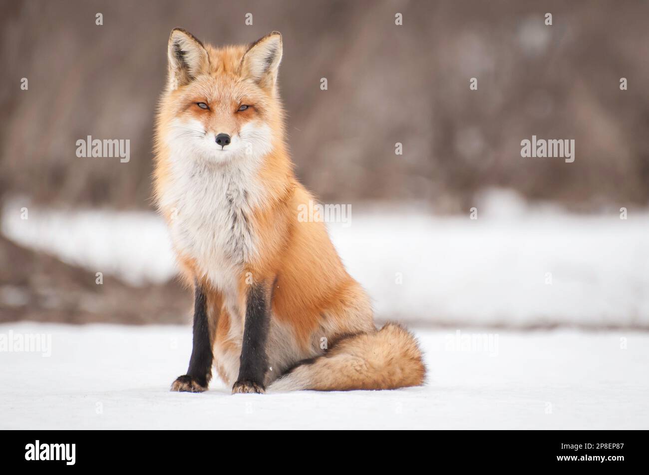 Porträt eines Fuchses, der im Schnee sitzt, Quebec, Kanada Stockfoto