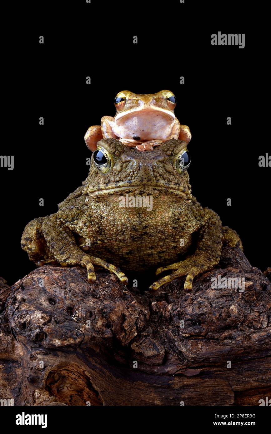 Nahaufnahme eines kleinen Frosches, der auf dem Kopf eines größeren Frosches sitzt, Indonesien Stockfoto