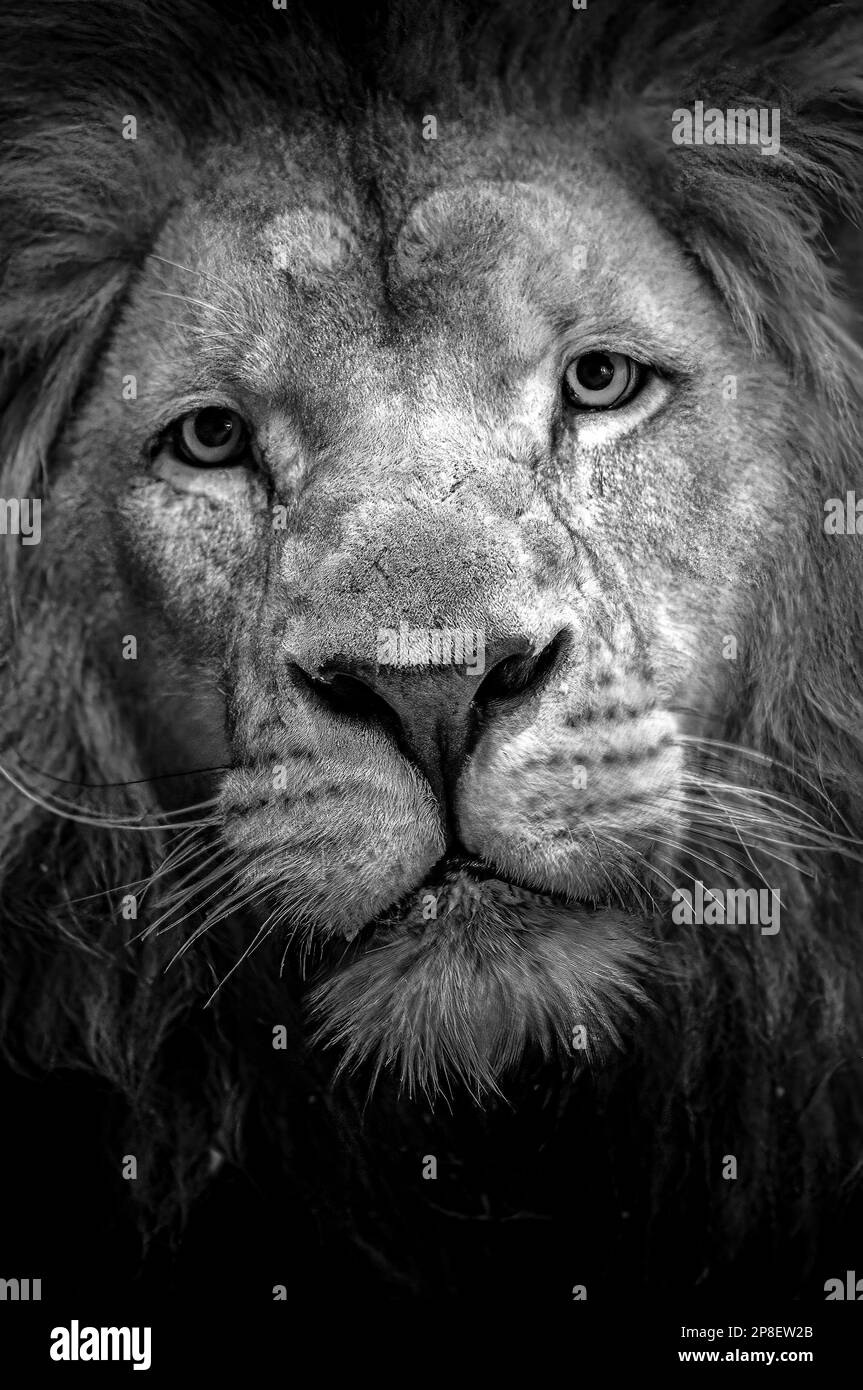Nahaufnahme eines Löwen Stockfoto