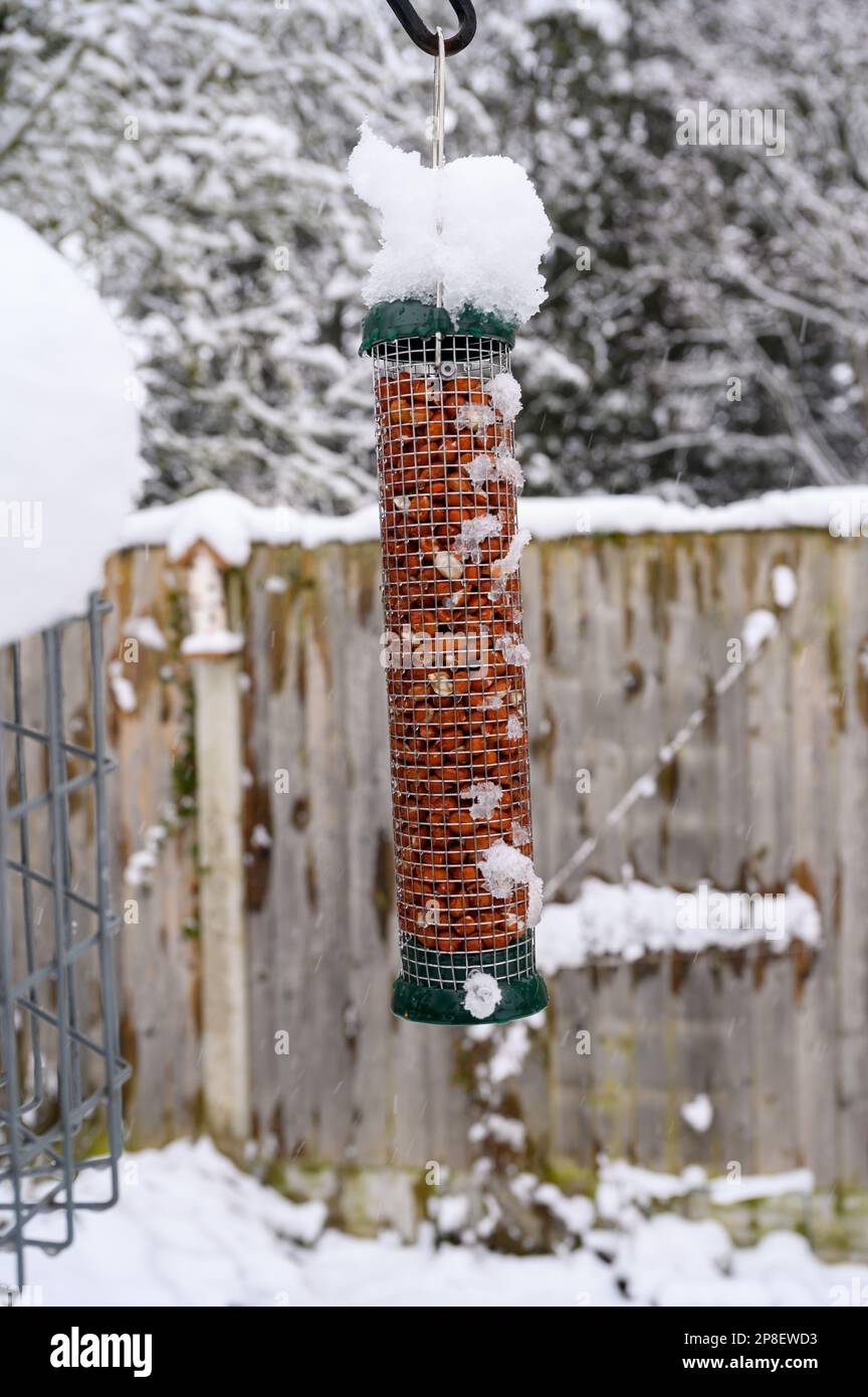 Vogelfutter gefüllt mit Erdnüssen, mit Schnee bedeckt auf einer Fütterungsstation im Garten. Stockfoto