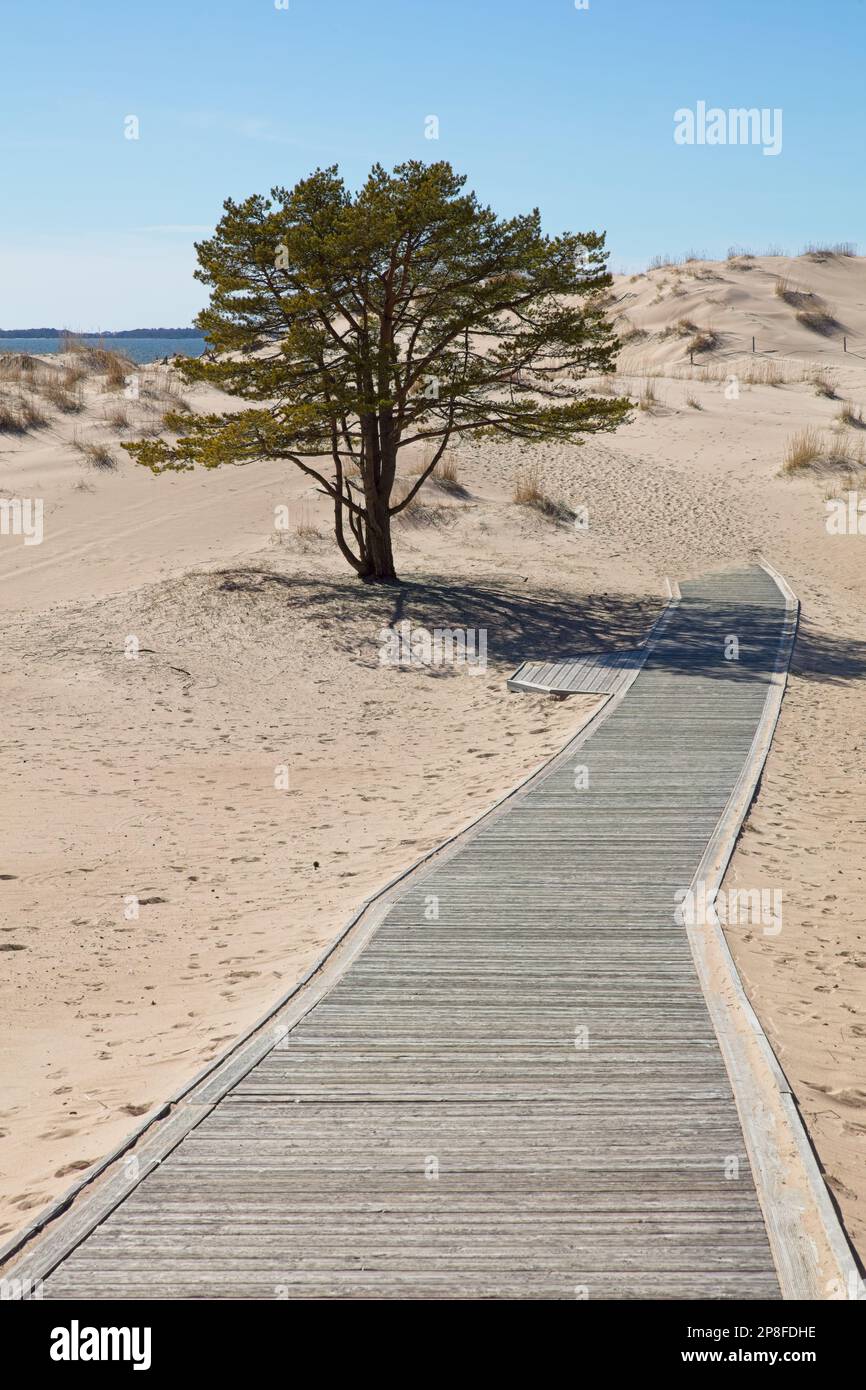 Dünen am Yyteri-Strand mit Holzpfaden im Frühling, Pori, Finnland. Stockfoto