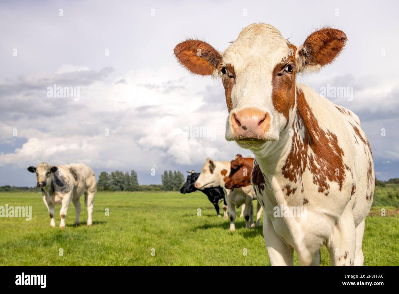 Nahaufnahme der Kuh, die sich rot und weiß nähert und in einem grünen Feld den bedeckten Himmel sieht Stockfoto