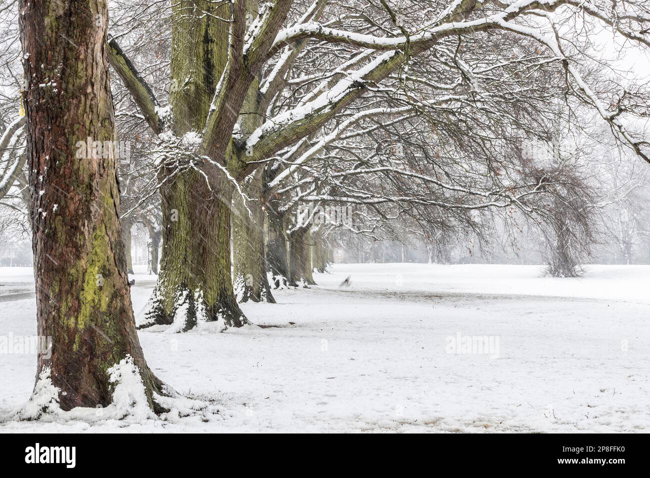 Northampton, Großbritannien Wetter, 9. März 2023. Der nächtliche Schnee geht bis in den Morgen über den Abington Park mit Temperaturen von etwa 1 Grad. Kredit: Keith J. Smith./Alamy Live News Stockfoto