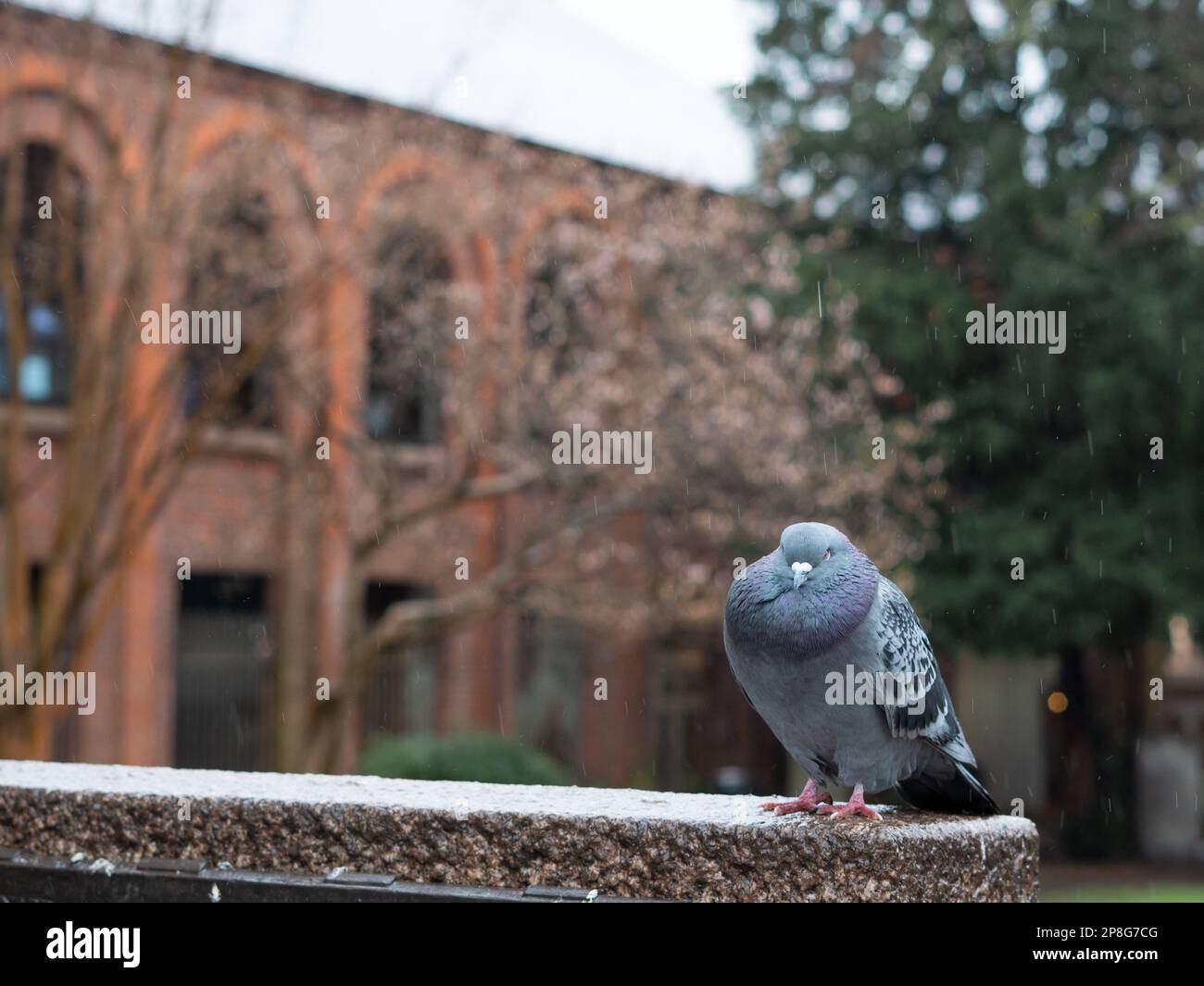 Scharen grauer Tauben im Stadtpark, die im Frühling unter dem Regen spazieren, Stadtvögel. Stockfoto