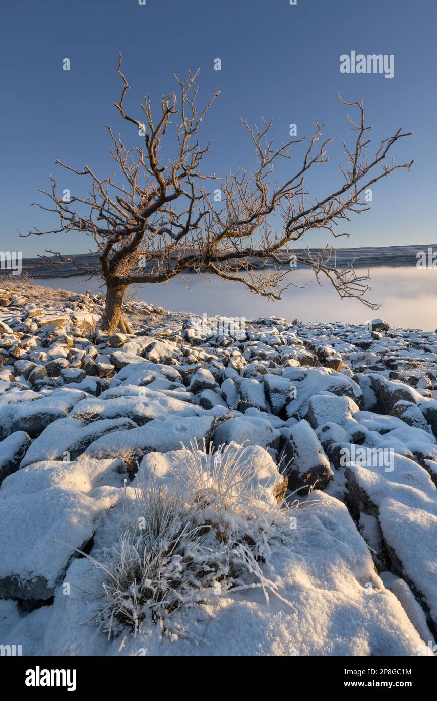 Schnee bedeckt die Bäume und den Boden, und Nebel füllt das Tal in der Nähe des Dorfes Kettllewell, Upper-Wharfedale, Yorkshire Dales National Park, Großbritannien. Stockfoto
