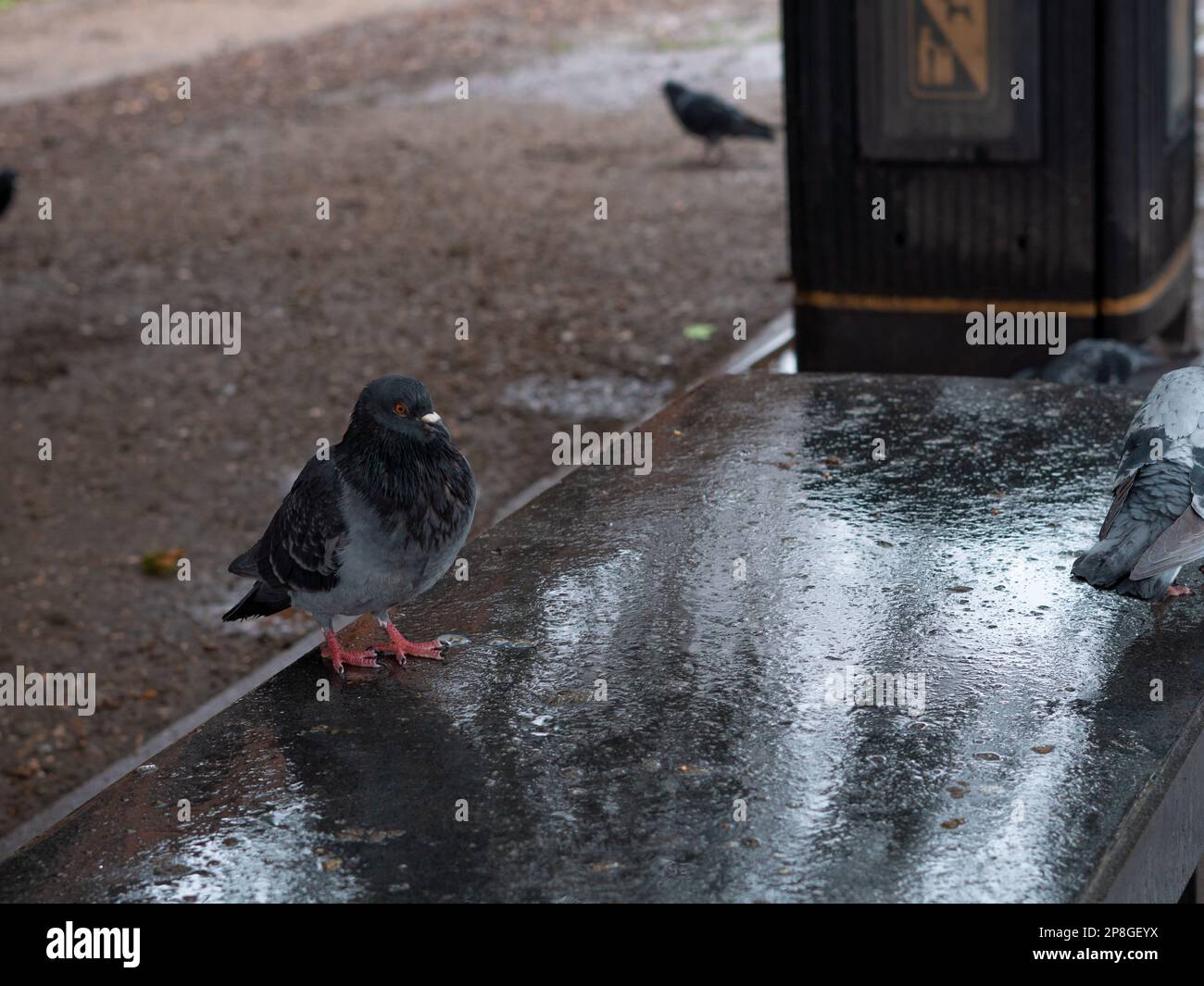 Scharen grauer Tauben im Stadtpark, die im Frühling unter dem Regen spazieren, Stadtvögel. Stockfoto