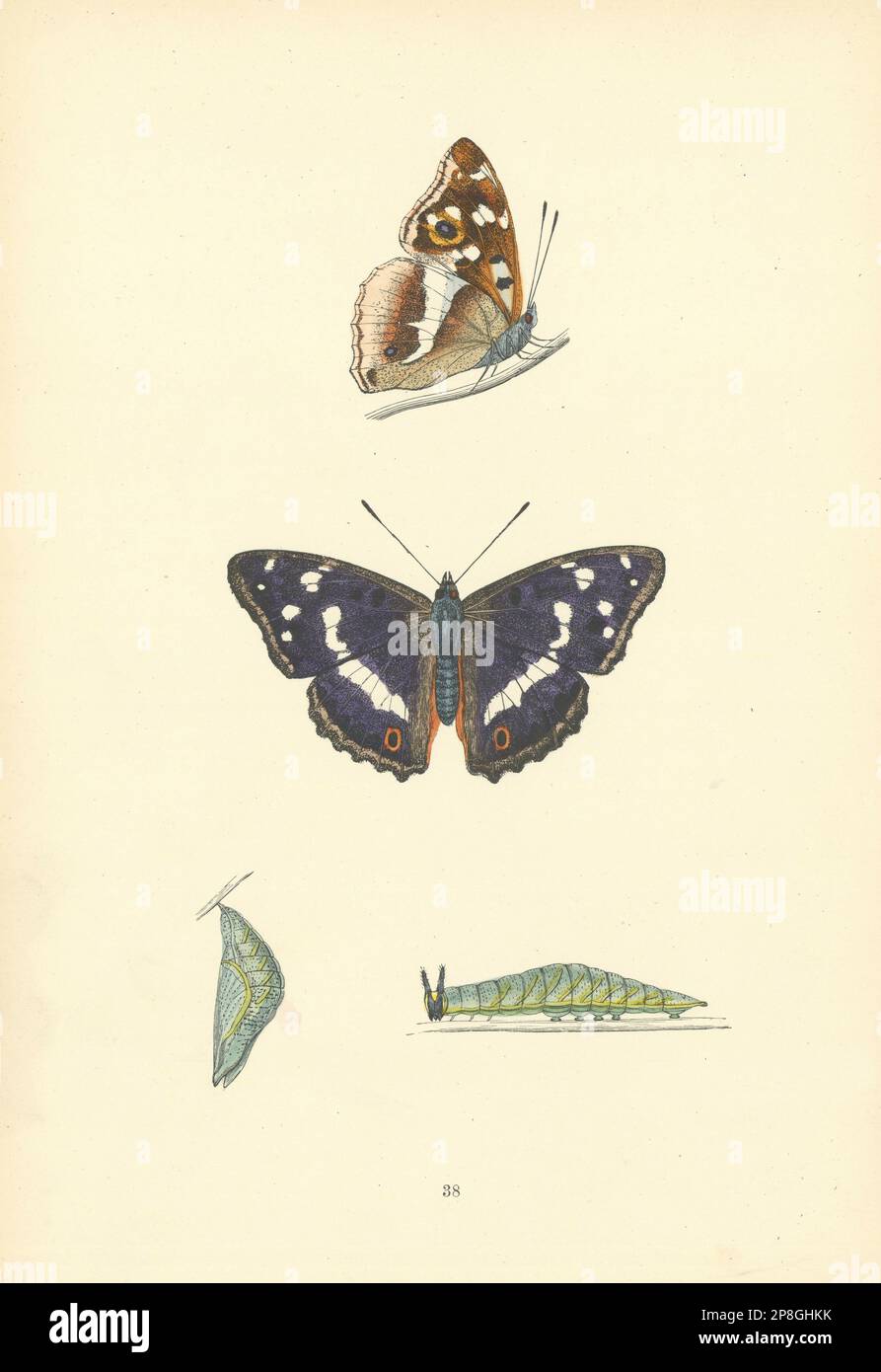 BRITISCHE SCHMETTERLINGE. Lila Kaiser. MORRIS 1893 altes antikes Bild Stockfoto