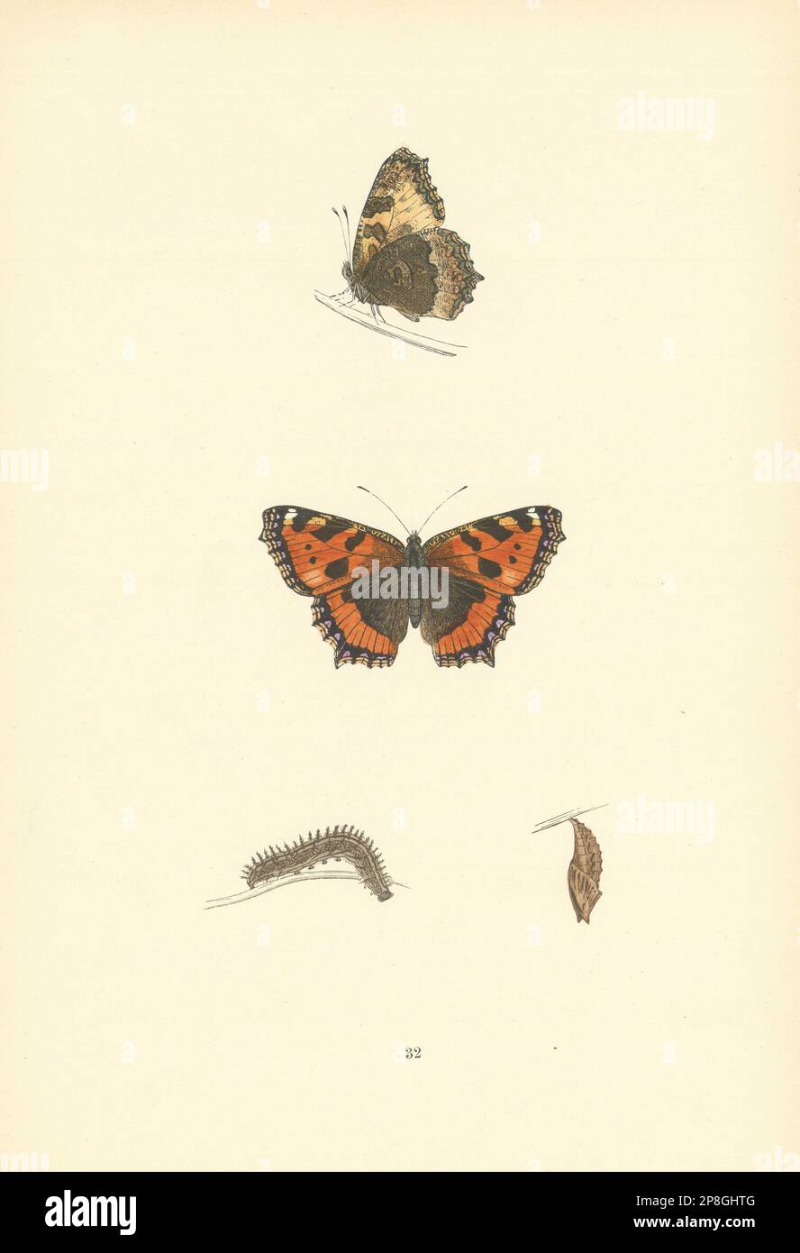 BRITISCHE SCHMETTERLINGE. Kleine Schildkrötenschale. MORRIS 1893 alter Antiquitätendruck Stockfoto