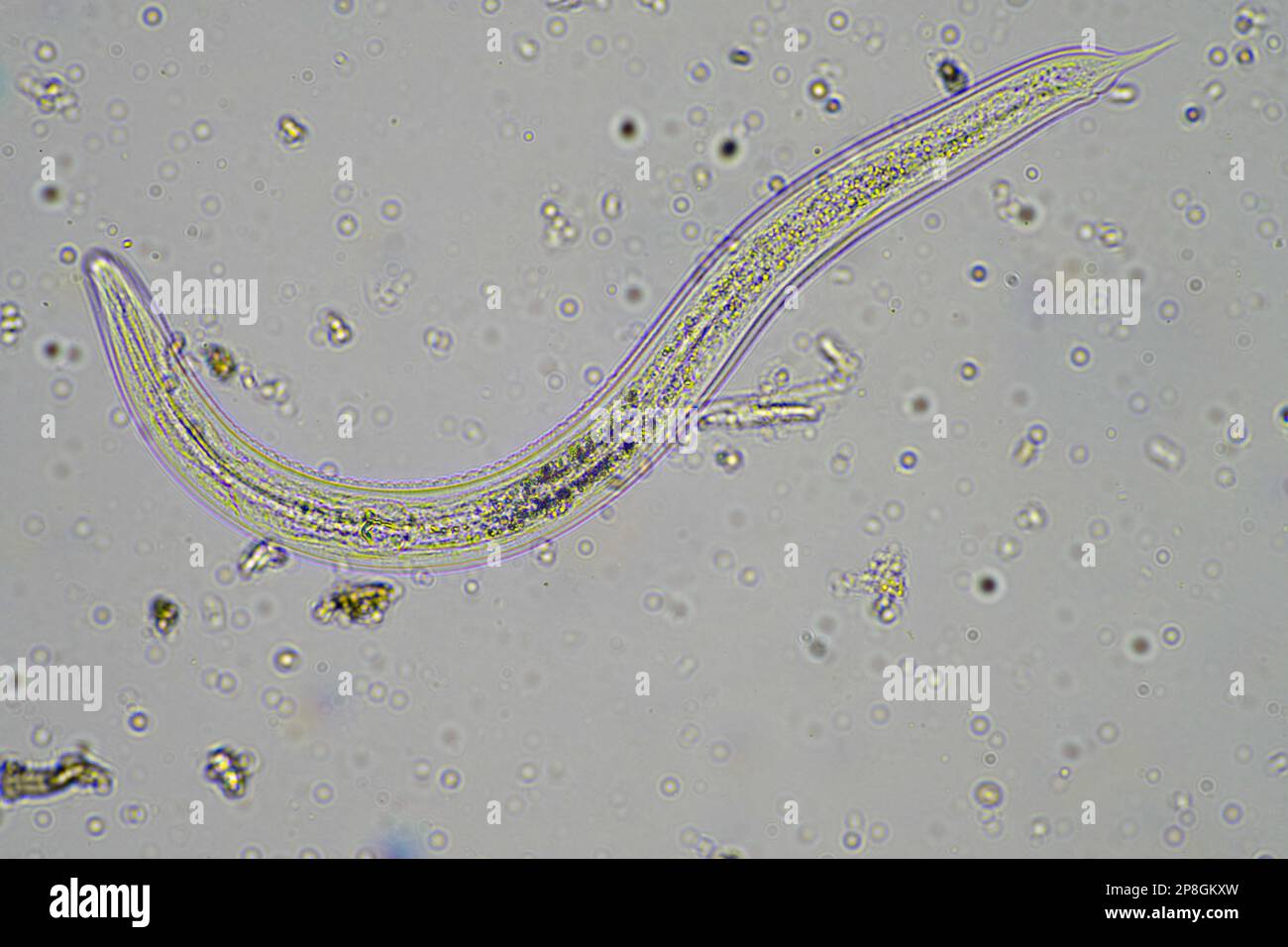 Bodenmikroorganismen wie Nematoden, Mikroarthropoden, Mikroarthropoden, Tardigrade und Rotoren eine Bodenprobe, Bodenpilze und Bakterien auf einem Regen Stockfoto