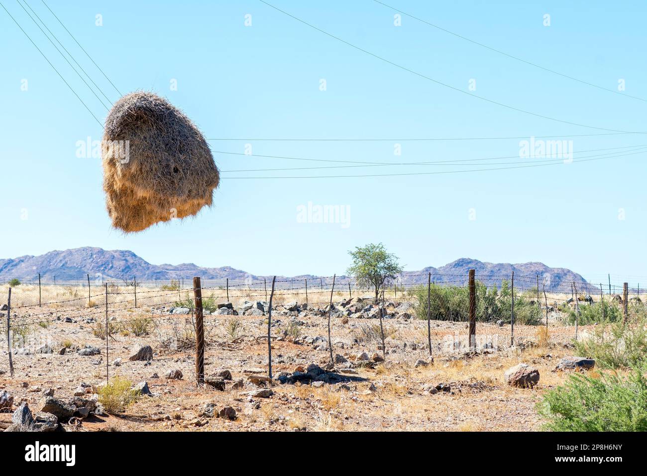 Ein gemeindenahes Vogelnest, das an Telefonleitungen hing, nachdem der Telefonmast aufgelöst wurde. Nördliche Kap-Provinz Südafrikas Stockfoto
