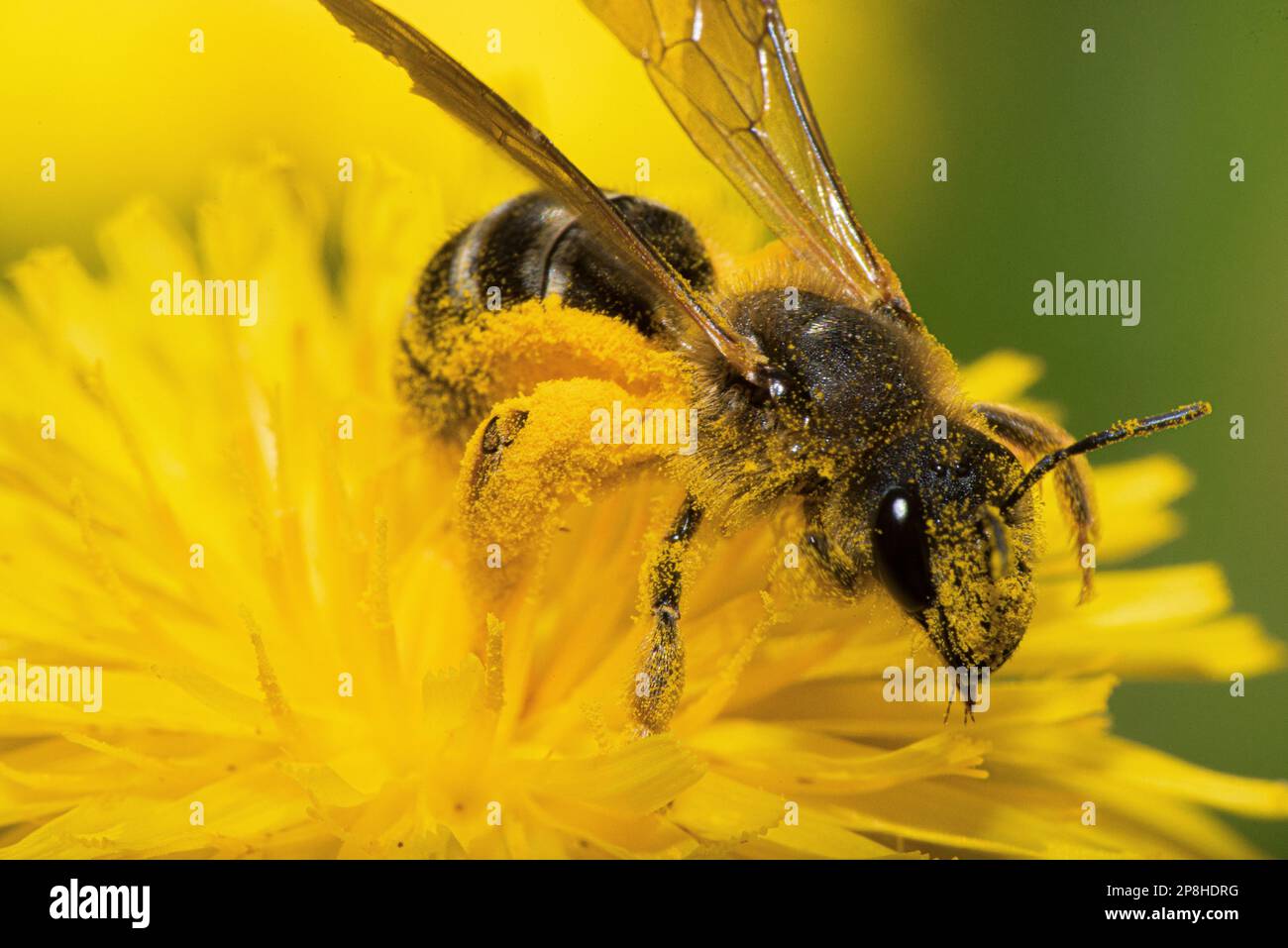 Makrofoto der Biene auf der gelben Blume Stockfoto