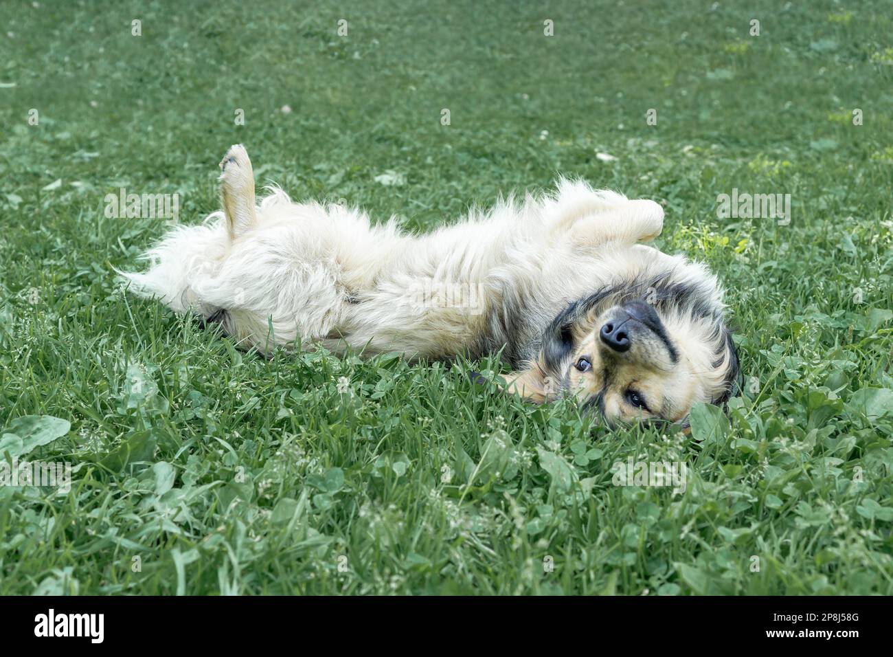 Seitenansicht eines lustigen Hundes, der auf einem grünen Rasen rollt, mit Platz für Text oben und unten. Hochwertiges Foto Stockfoto