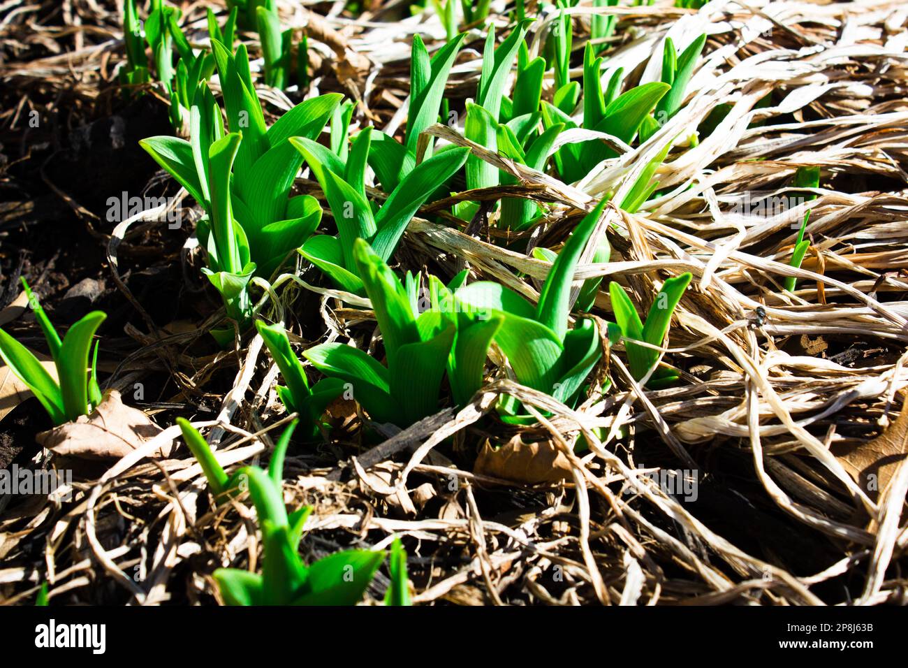 Lebhafte grüne Pflanzen wachsen zwischen Mulch und totem Gras Stockfoto