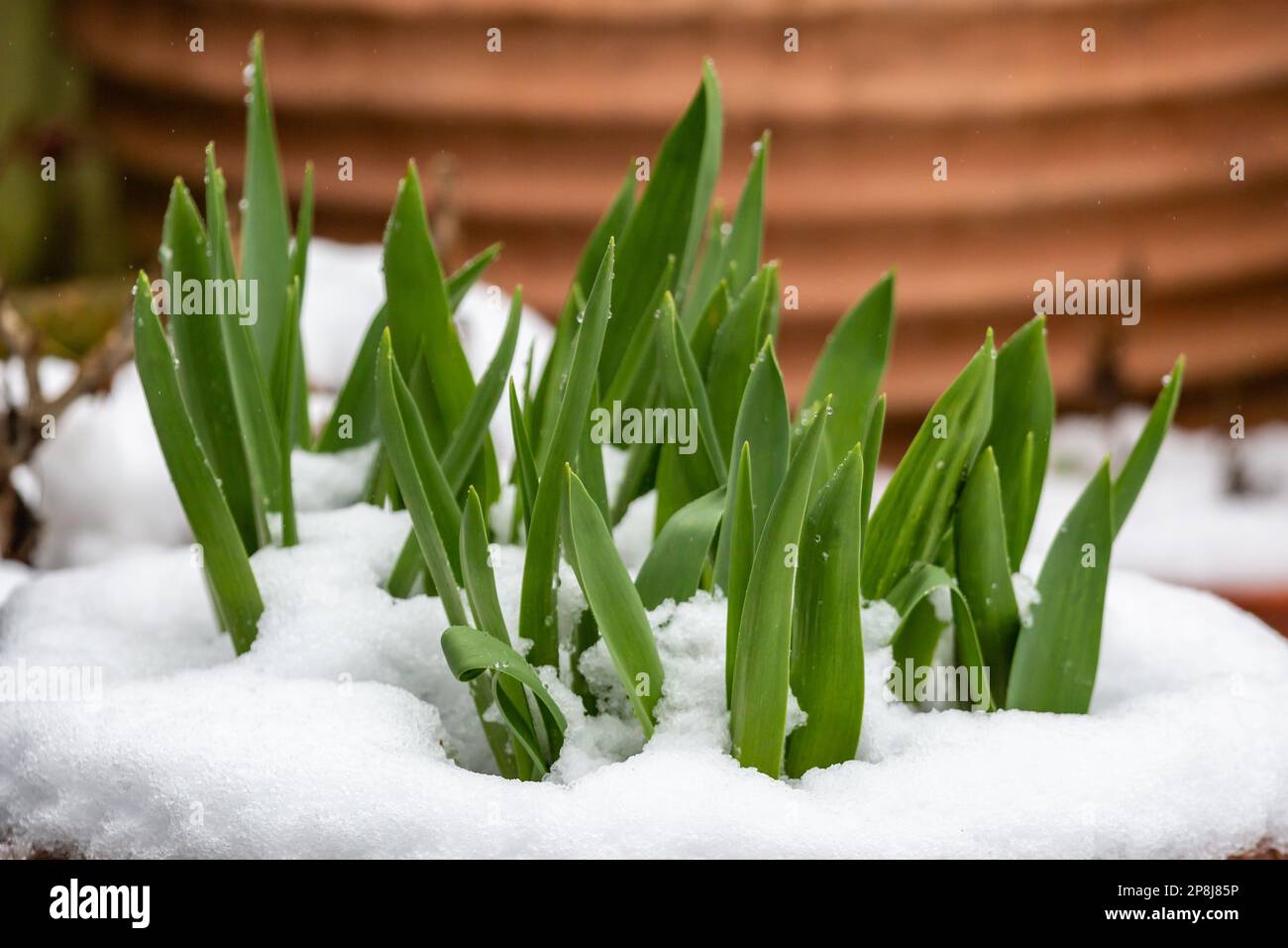 Blätter von Frühlingszwiebeln, umgeben von Schnee an einem kalten Tag im März Stockfoto