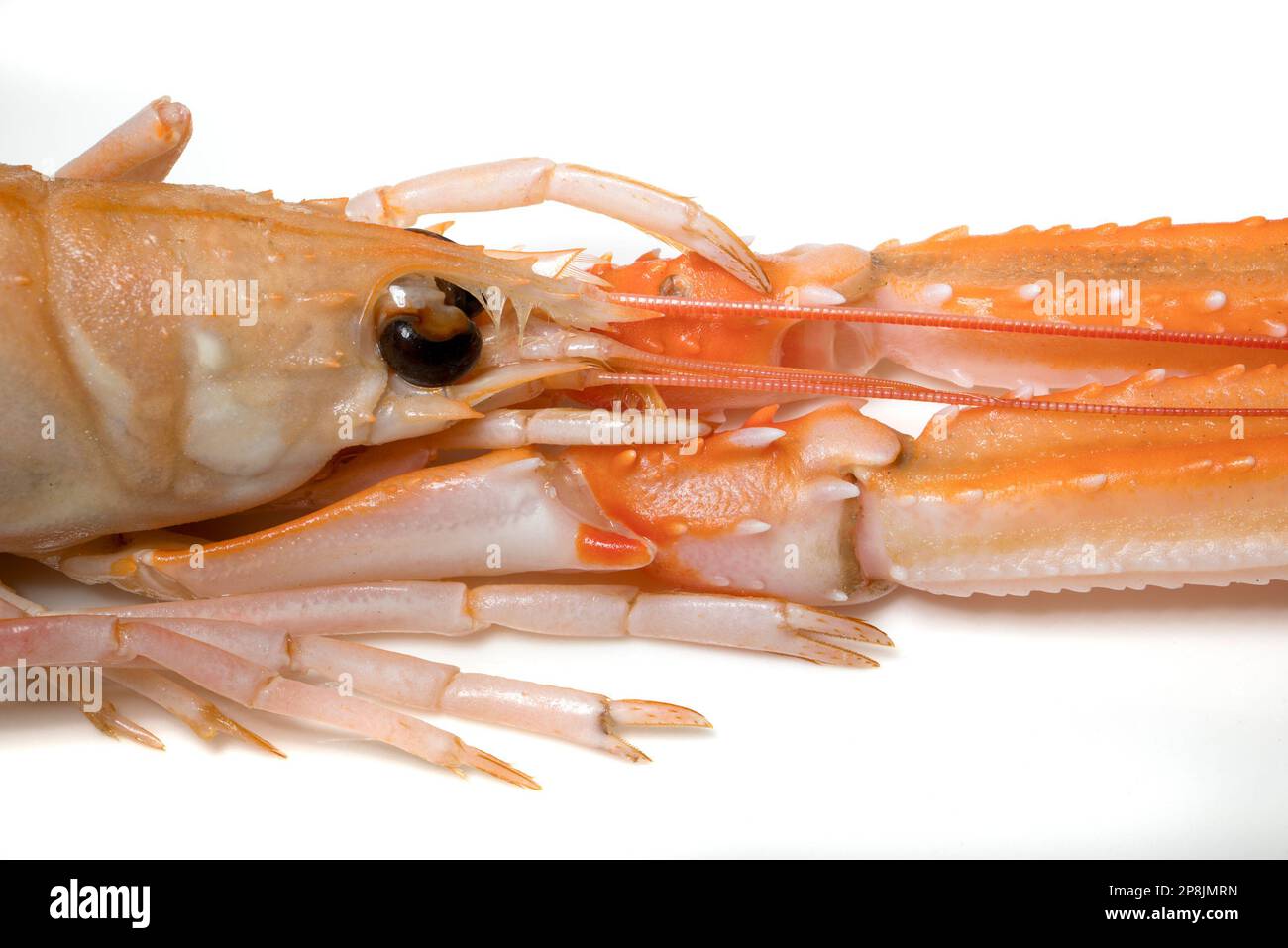 Roher Langoustin/Kaisergranat/Dubliner Tiefseegarnele/Scampi (Nephrops norvegicus) Stockfoto