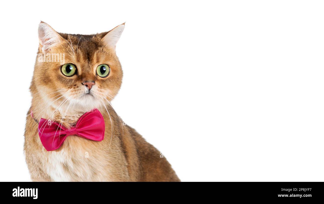 Britische Kurzhaarkatze in rosa Fliege, isoliert auf weißem Hintergrund. Speicherplatz kopieren Stockfoto