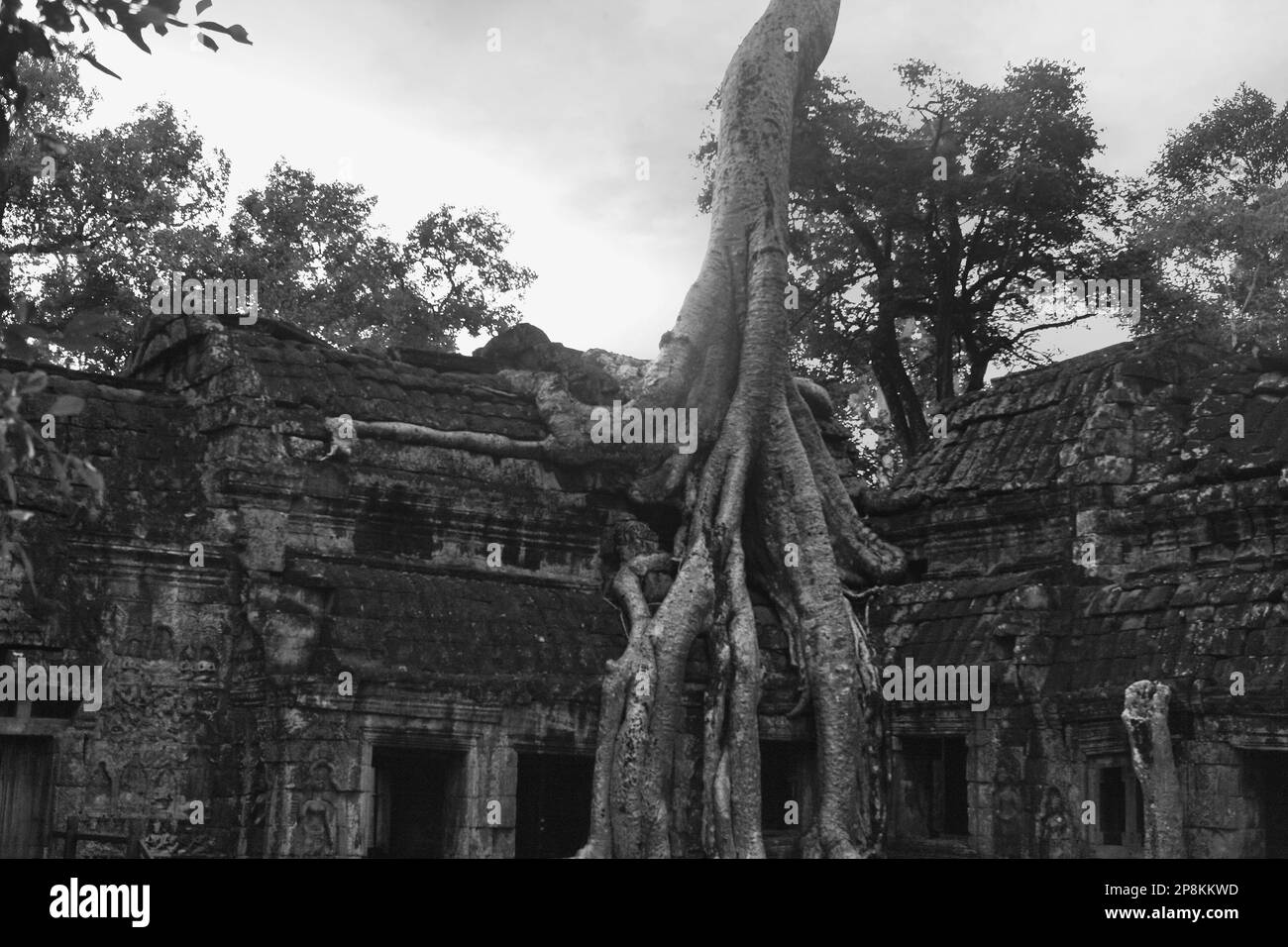 Die Wurzeln der Tetrameles-Nudiflora, die allgemein als „Tomb Raider Tree“ bekannt ist, dringen in eine Wand des Innenhofs ein, Ta Prohm, Angkor, Kambodscha Stockfoto