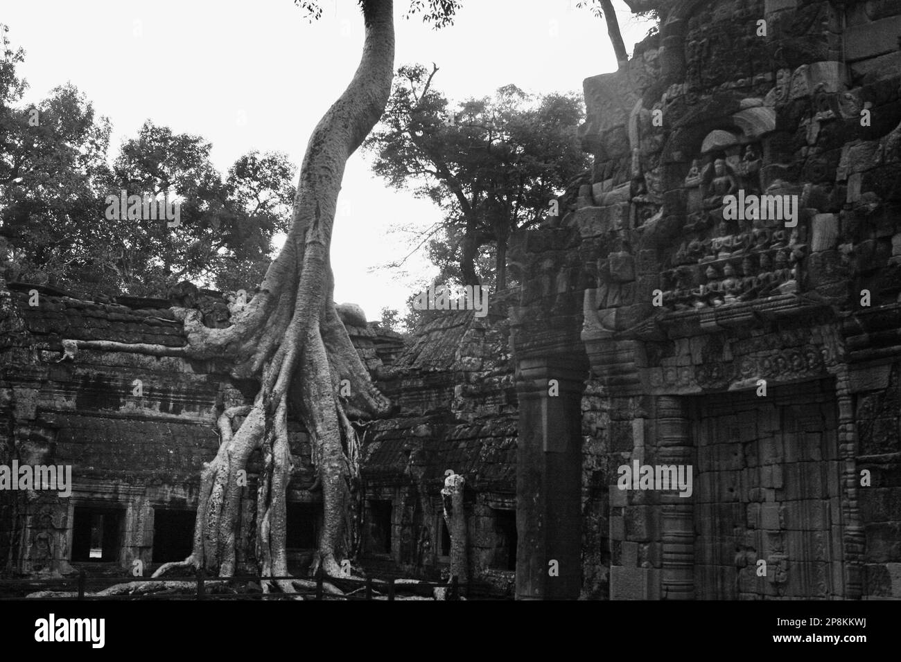 Die Wurzeln der Tetrameles-Nudiflora, die allgemein als „Tomb Raider Tree“ bekannt ist, dringen in eine Wand des Innenhofs ein, Ta Prohm, Angkor, Kambodscha Stockfoto