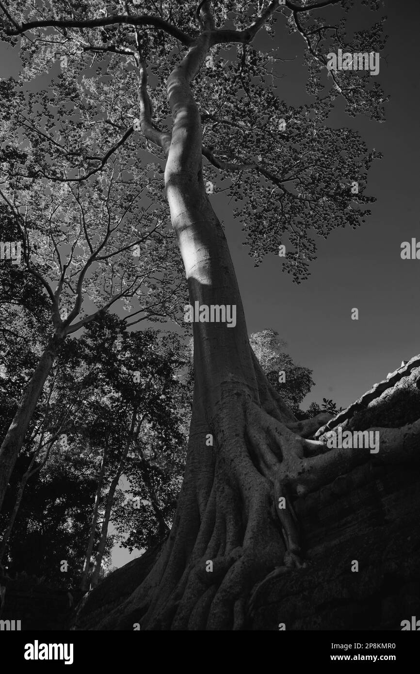 Giant tree (tetrameles nudiflora) wächst aus einer Wand im dritten Gehäuse, Ta Prohm, Angkor, Siem Reap, Kambodscha. Schwarz und Weiss Stockfoto