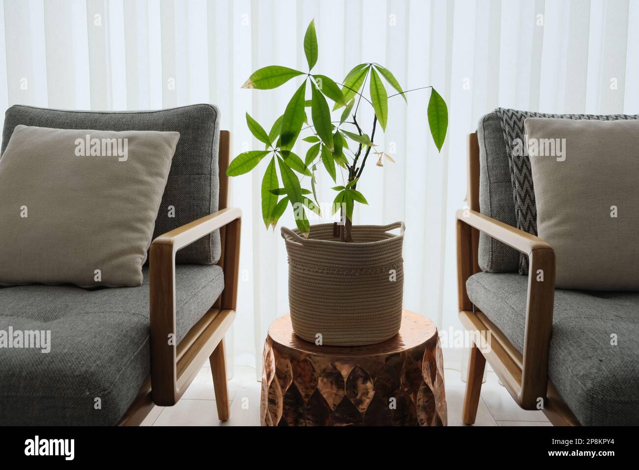 Die Geldbaumpflanze ist auf dem Beistelltisch und zwischen den beiden Sesseln. Pachira ist vor dem Fenster im Haus. Stockfoto
