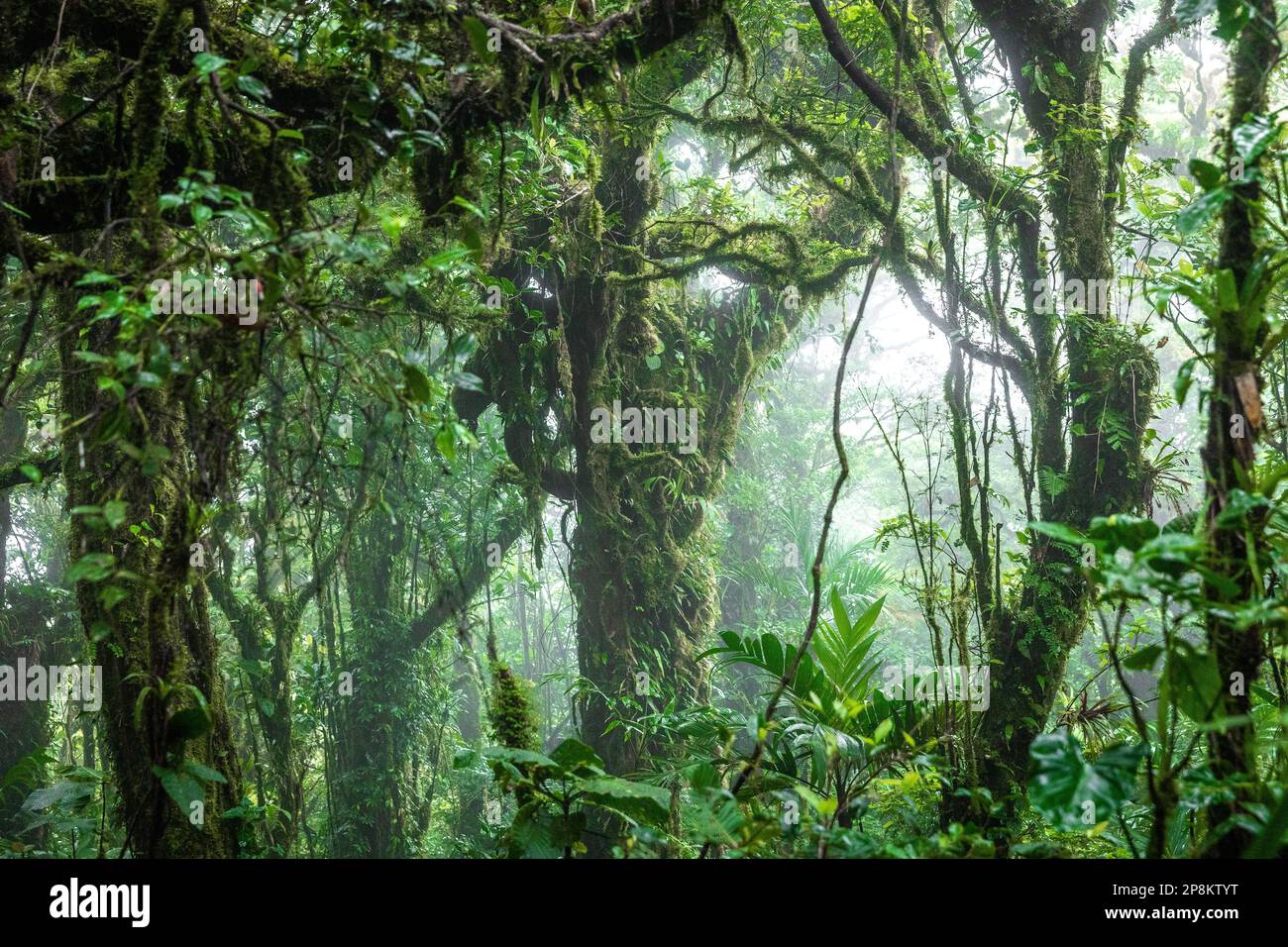 Nebelwald in Costa Rica mit einem großen Baum in der Mitte des Rahmens. Stockfoto