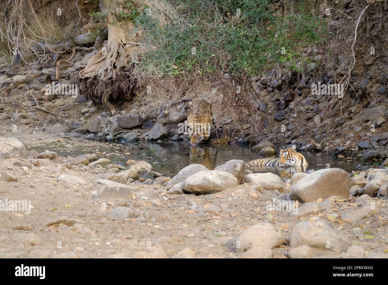 2 Tigerjunge, Panthera Tigris, im Wasser. 1 Junges trinken, das andere Tier entspannt sich im Wasser. Ranthambore-Nationalpark, Rajasthan, Indien Stockfoto