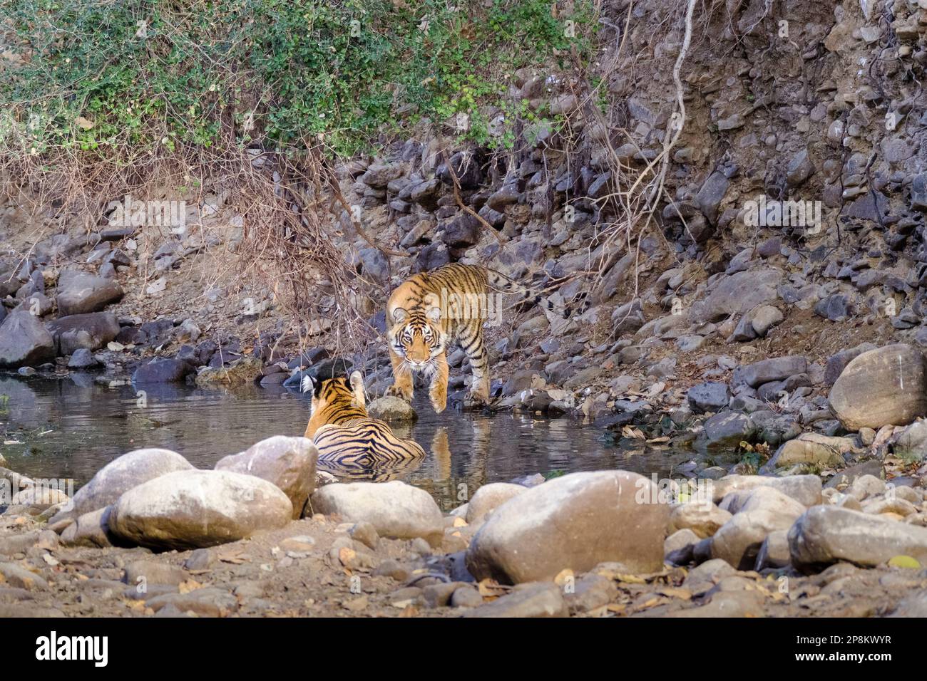 2 Tigerjunge, Panthera Tigris, im Wasser spielen. 1 Junges bereitet sich darauf vor, auf sein Geschwister zu springen. Ranthambore-Nationalpark, Rajasthan, Indien Stockfoto