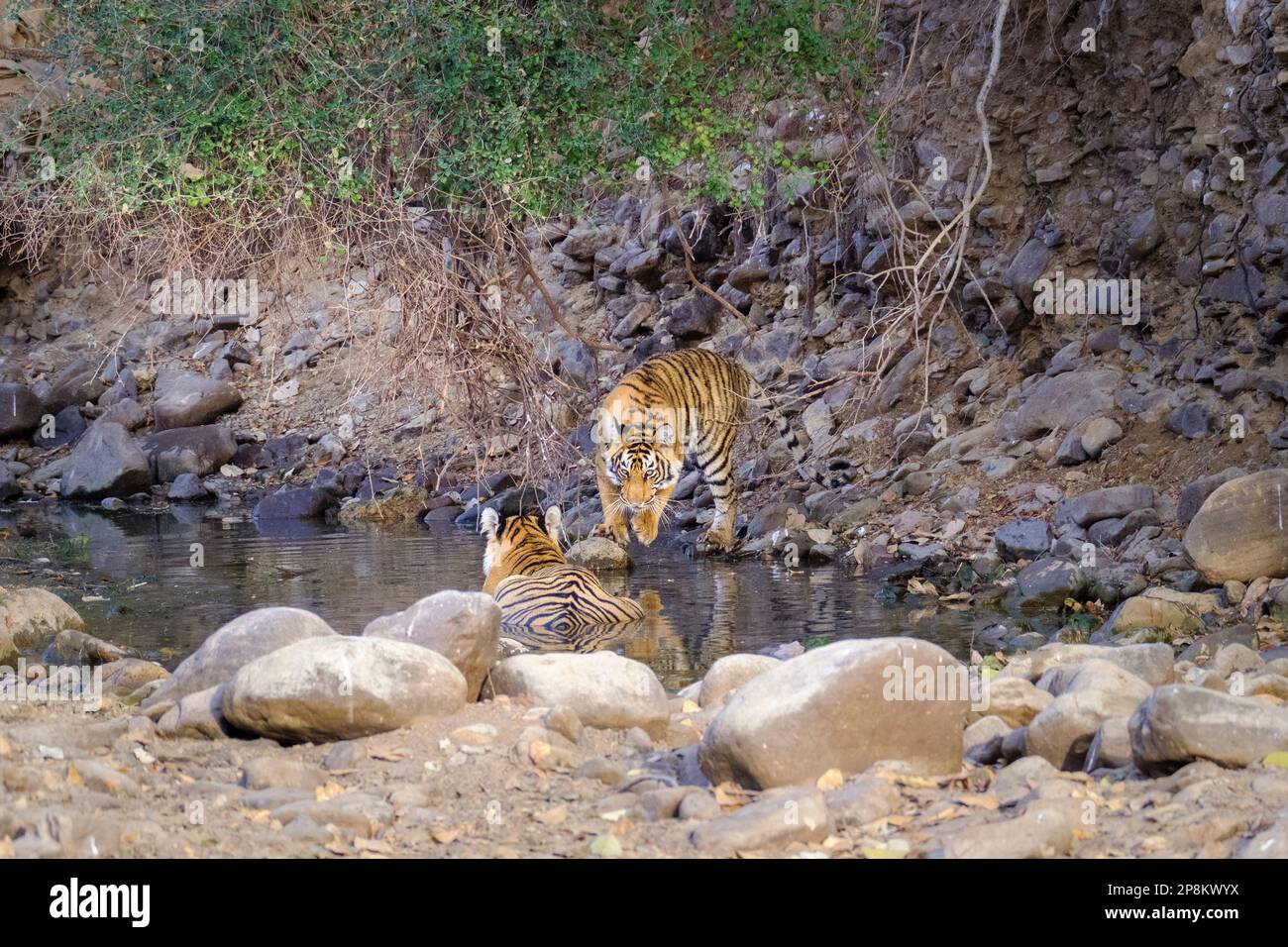 2 Tigerjunge, Panthera Tigris, im Wasser spielen. 1 Junges bereitet sich darauf vor, auf sein Geschwister zu springen. Ranthambore-Nationalpark, Rajasthan, Indien Stockfoto