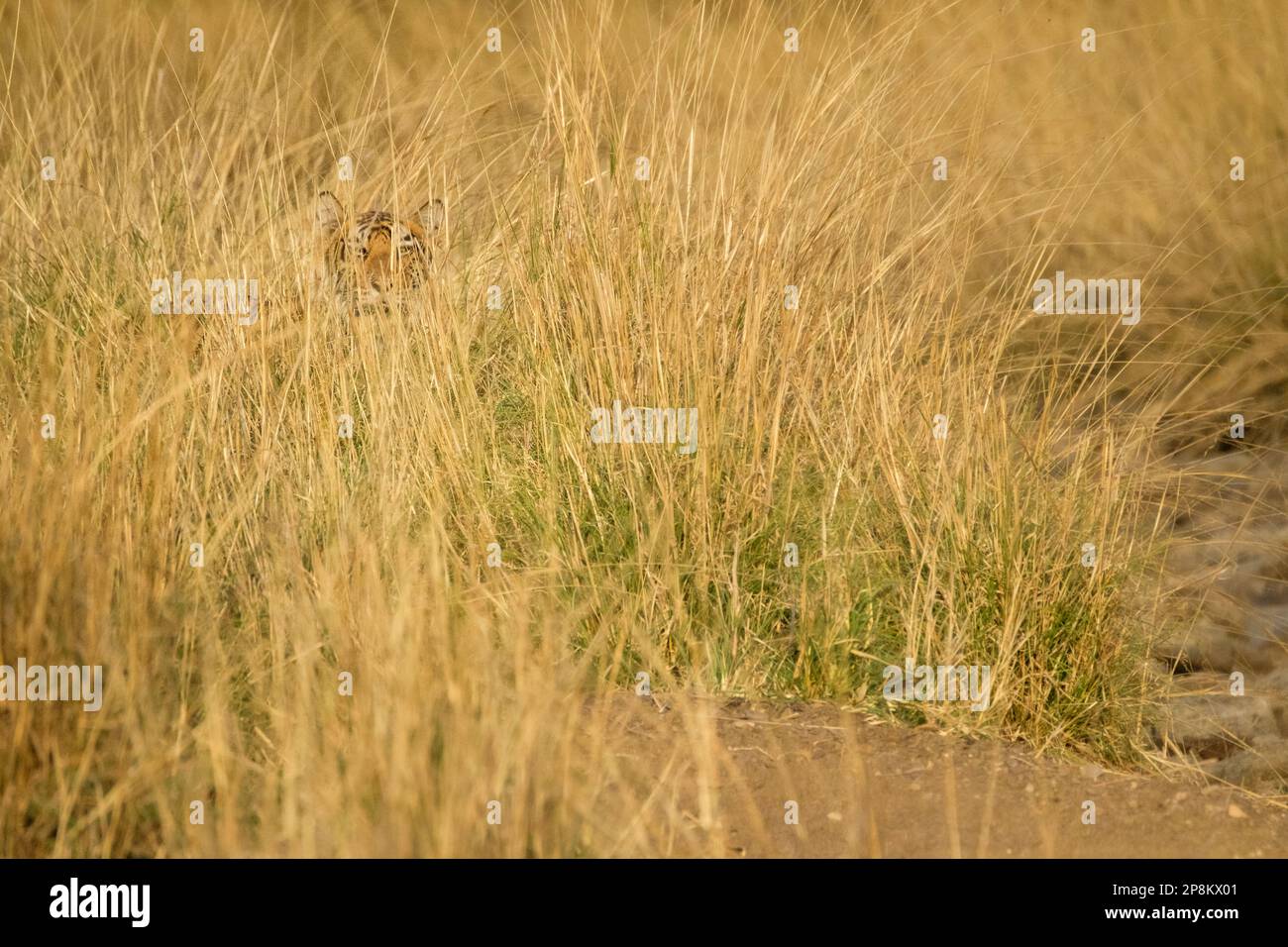 Tiger, Panthera Tigris, versteckt sich, tarnt sich im hohen Grasland. Das Tier ist gut im Gras versteckt. Ranthambore-Nationalpark, Rajasthan, Indien Stockfoto