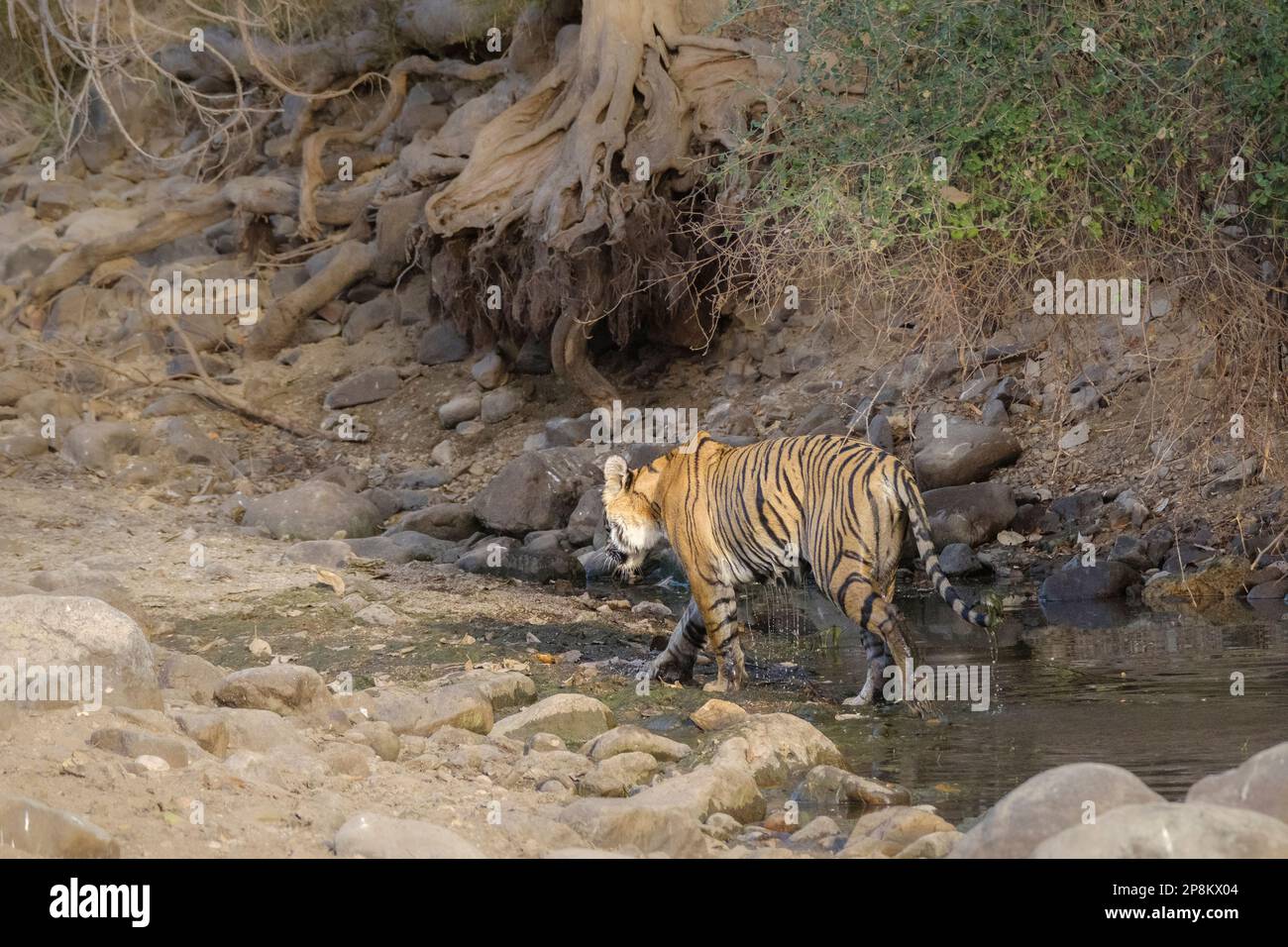 Tiger, Panthera Tigris, geht von einem Wasserloch zurück in den Wald. Ranthambore-Nationalpark, Rajasthan, Indien Stockfoto