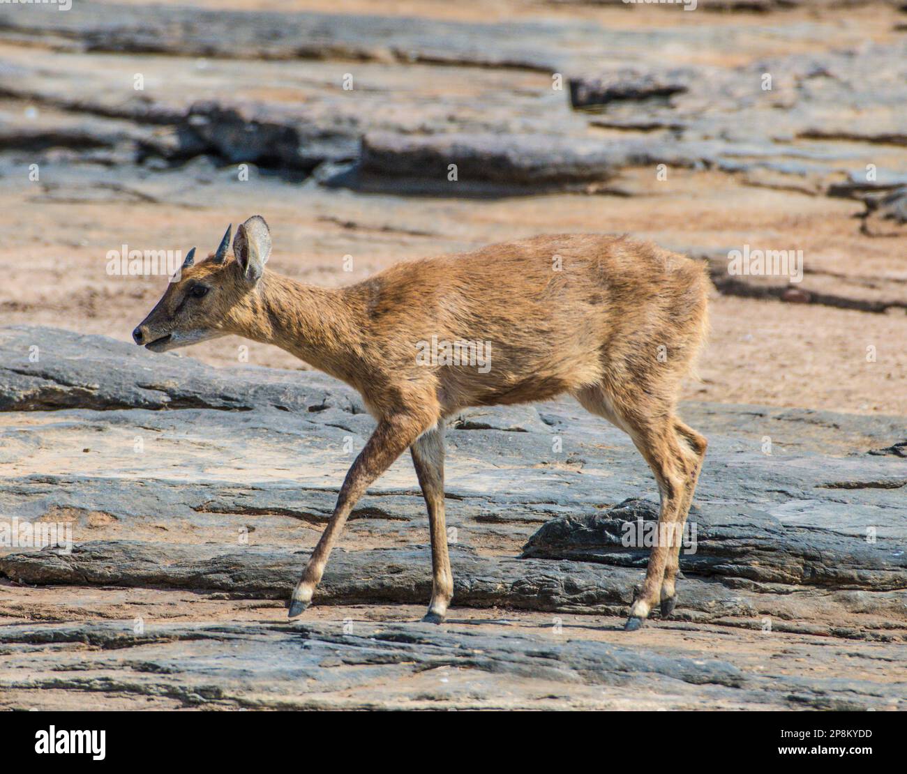 Die Vierhornantilope Tetracerus quadricornis oder Chousingha ist eine kleine Antilope, die in Indien und Nepal, im Panna-Nationalpark, Madhya Pradesh, Stockfoto