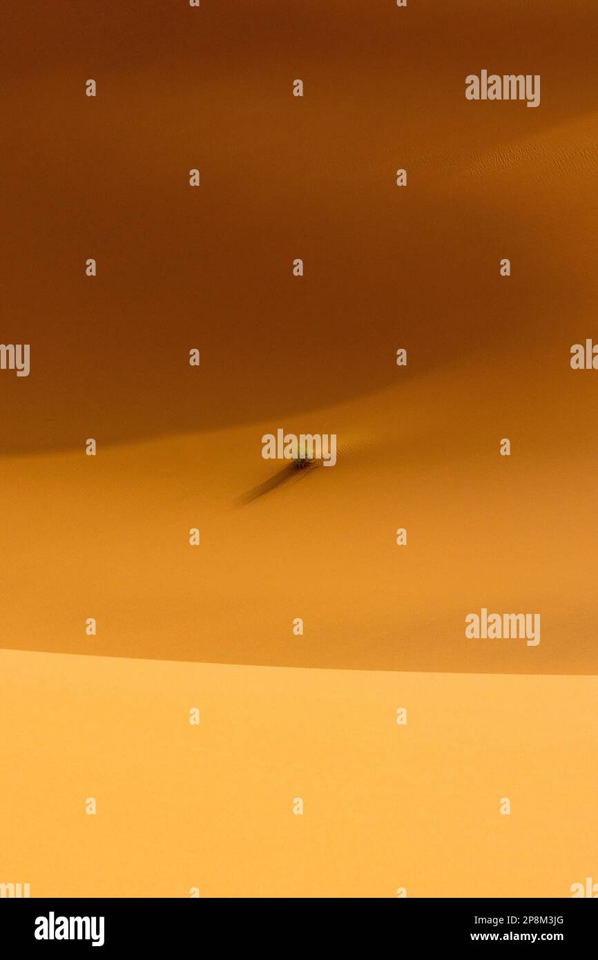 Abstraktes Foto der Sahara bei Sonnenaufgang. Stockfoto