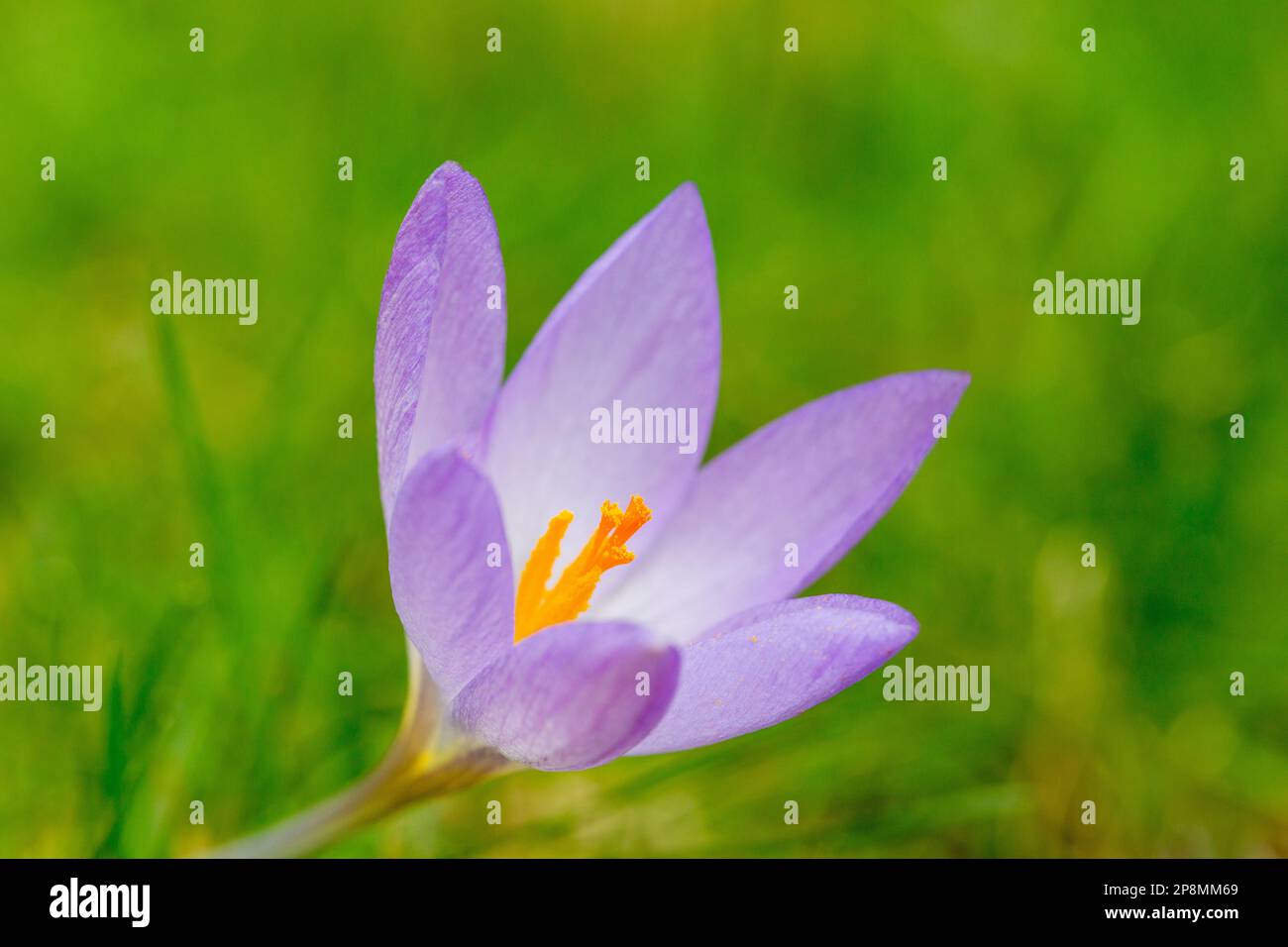 Nahaufnahme eines Crocus mit leuchtend orangefarbenem/gelbem Stamen. Stockfoto