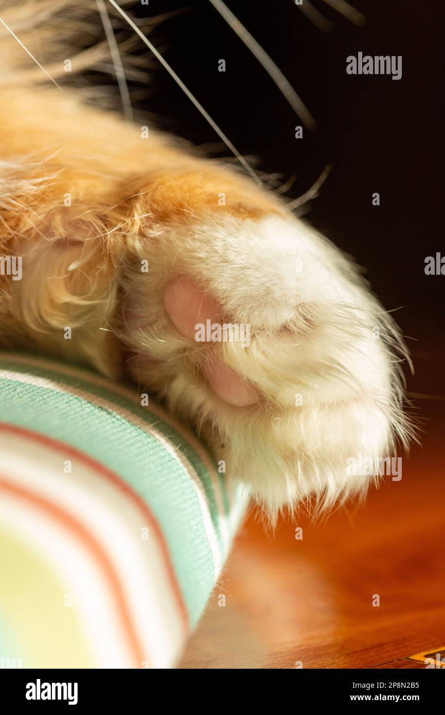 Nahaufnahme der Pfote einer Ingwerkatze Stockfoto