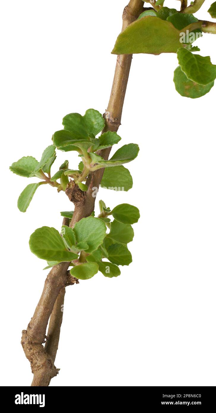 Frische Oregano-Pflanze, auch bekannt als origanum oder wilder Majoran, aromatische pflanzliche Minze-Familienpflanze, im mittelmeerraum heimisch und zum Kochen verwendet Stockfoto