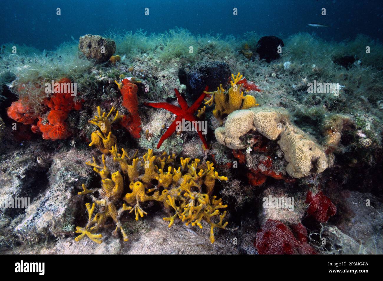 Korallenriff im Meer, roter Seestern Echinaster sepositus, der zwischen gelben und roten Schwämmen kriecht, Unterwasserlandschaft, Alghero, Sardinien, Italien Stockfoto