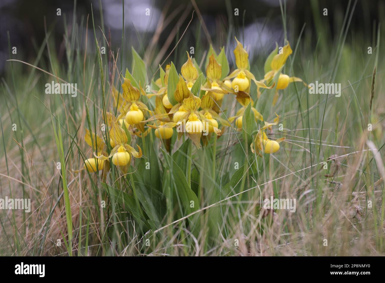 Cypripedium parviflorum in den Kanadischen Rocky Mountains Stockfoto