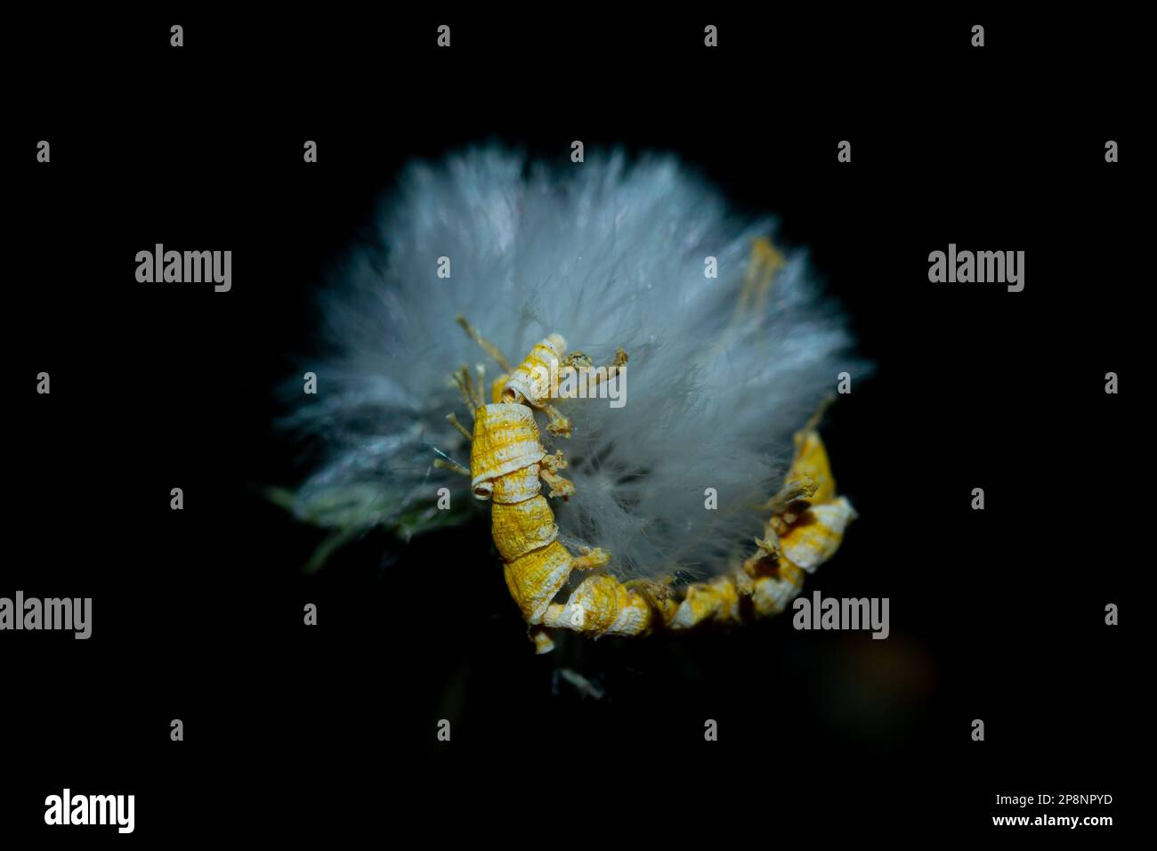 Blütenblüte im gemeinsamen Geschirr auf schwarzem Hintergrund Stockfoto