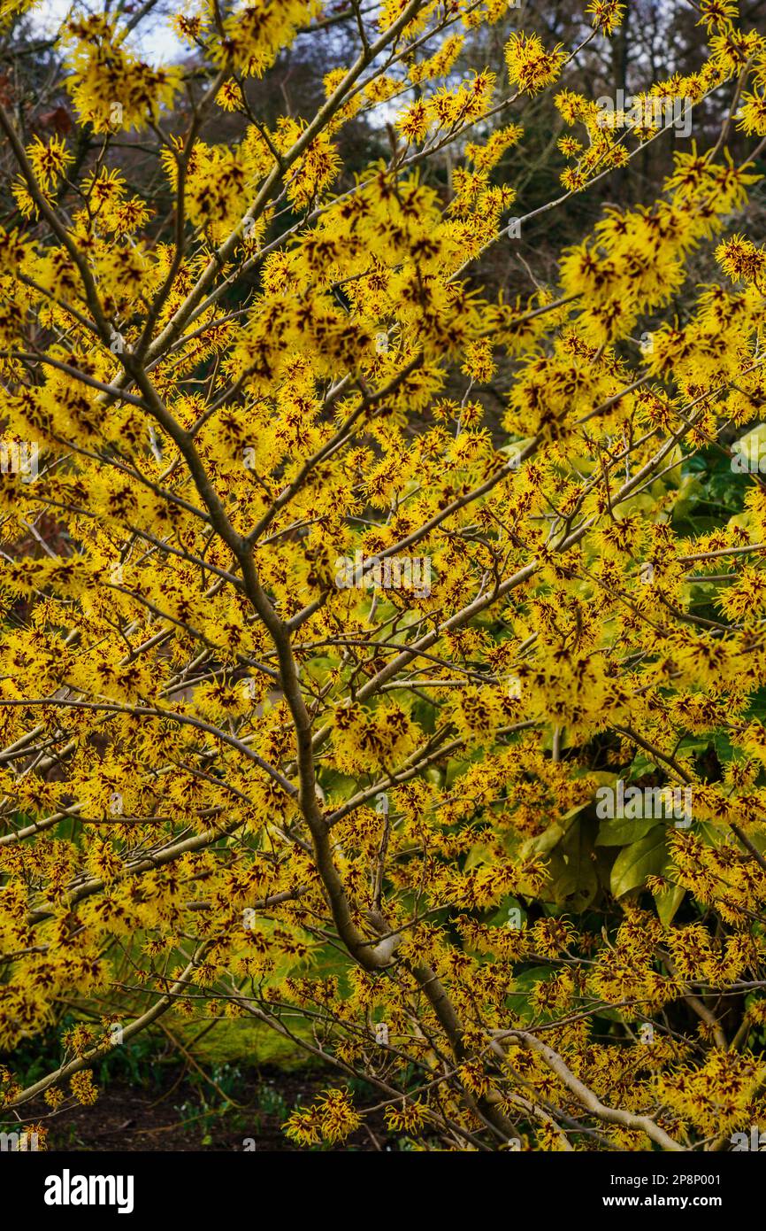 Die Haselzweige der Hexe sind breit, verdreht und verteilen sich. Wilde Hexenhasel blüht im Winter mit zerknitterten gelben Blütenblättern. Stockfoto