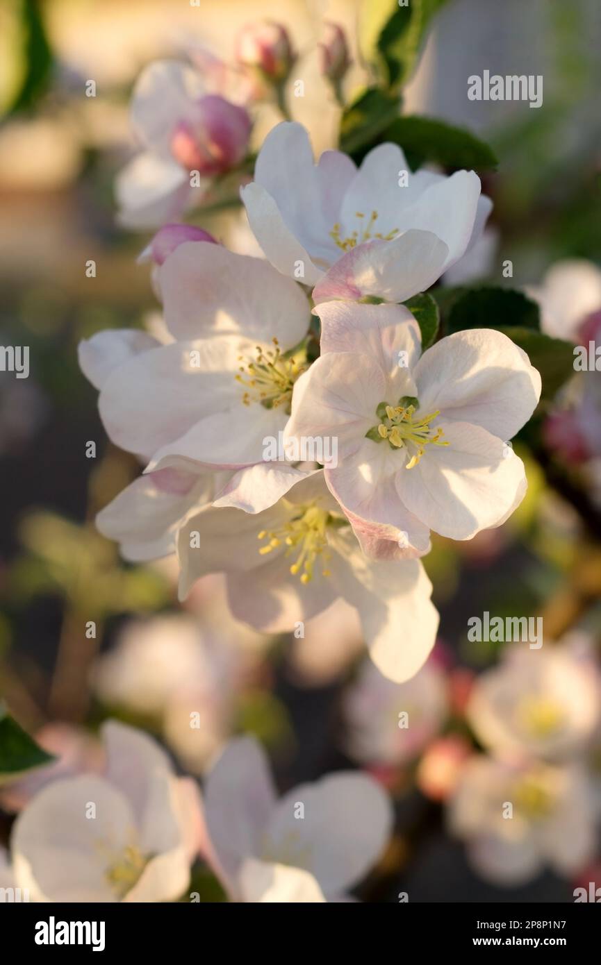 Blütenzweig mit Blumen und Knospen schließen. Frühling. Blühender Garten. Stockfoto