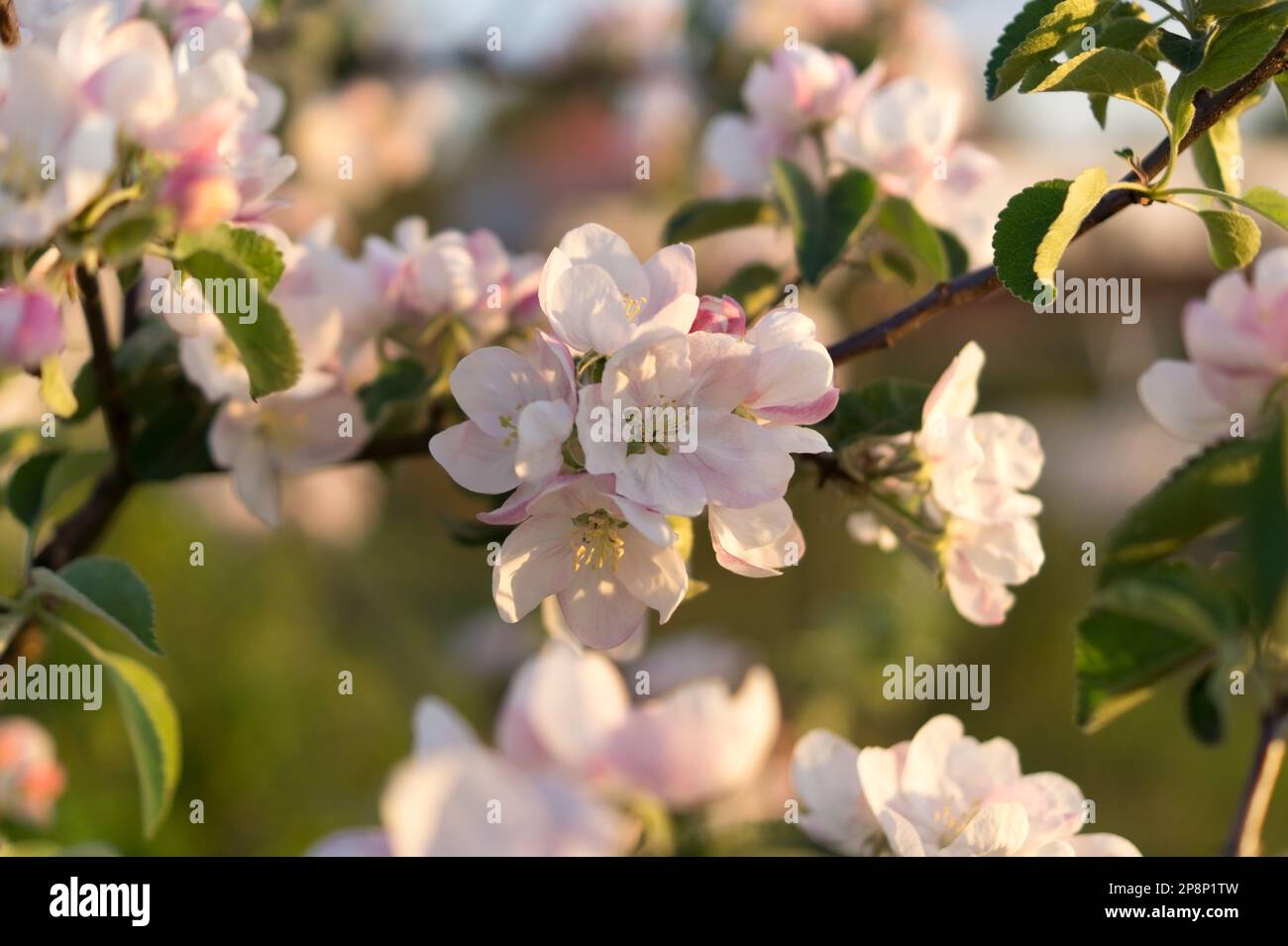 Blühender Apfelbaum. Frühling, Erwachen der Natur. Zweig mit Blumen, Knospen und grünen Blättern. Sonnenlicht, Soft Focus, Nahaufnahme. Stockfoto