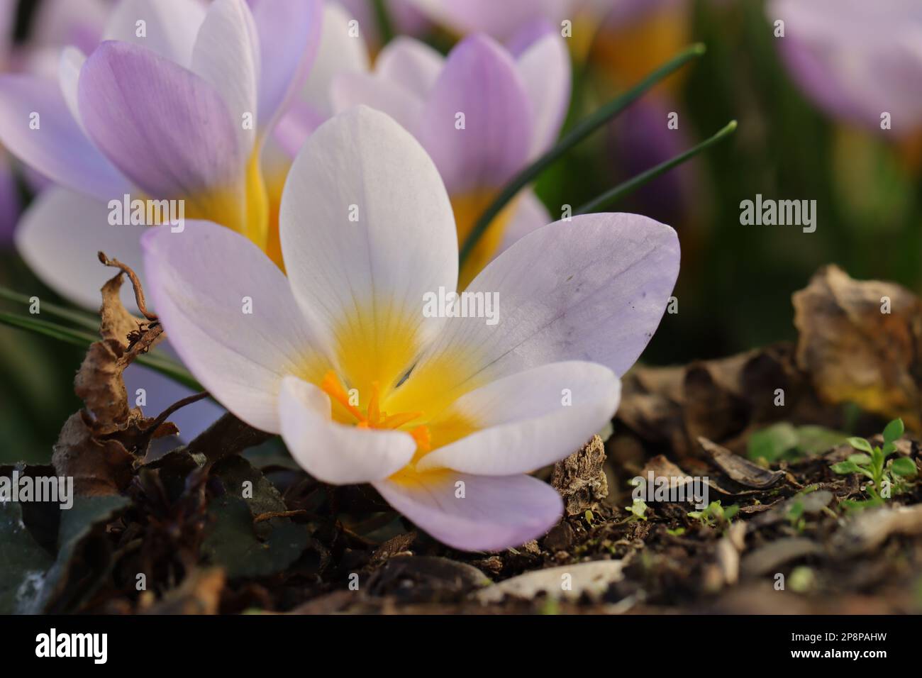 Nahaufnahme einer wunderschönen einzelnen zarten violetten blühenden Krokusblume, Blick von oben Stockfoto