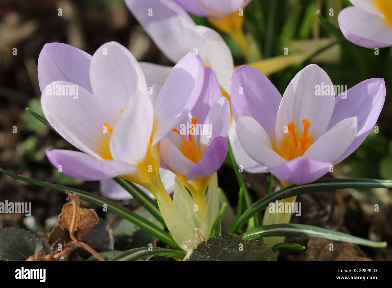 Nahaufnahme von drei blühenden Crocus vernus in einem Gartenbett Stockfoto