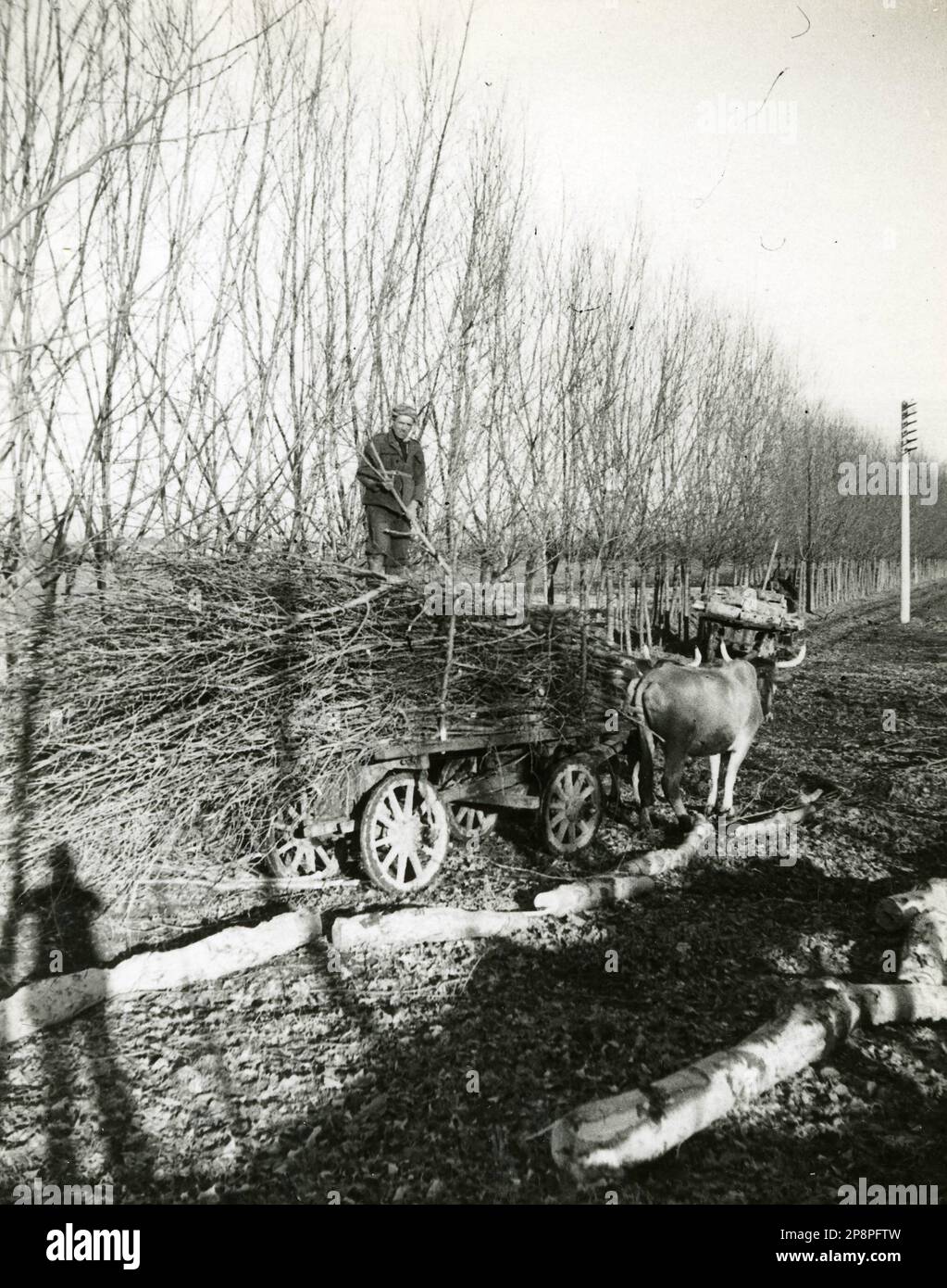 Agricoltura e Allevamento - Raccolta delle ramaglie in Fascine (anni 40) Stockfoto